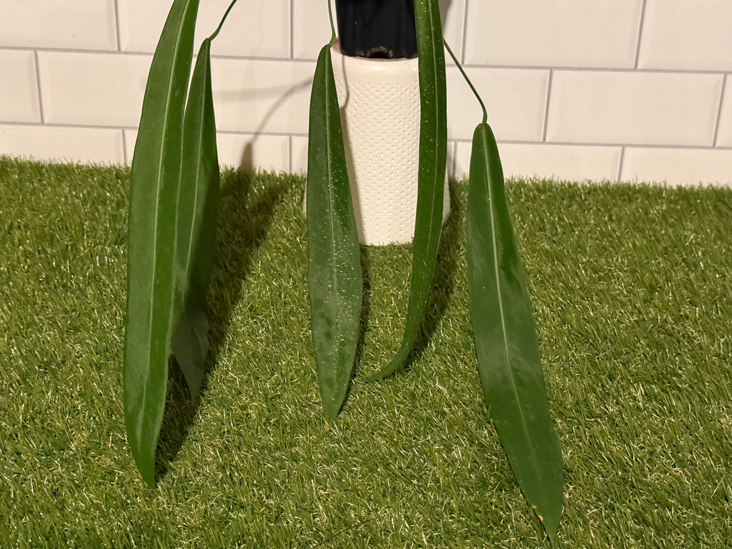 Anthurium pallidiflorum