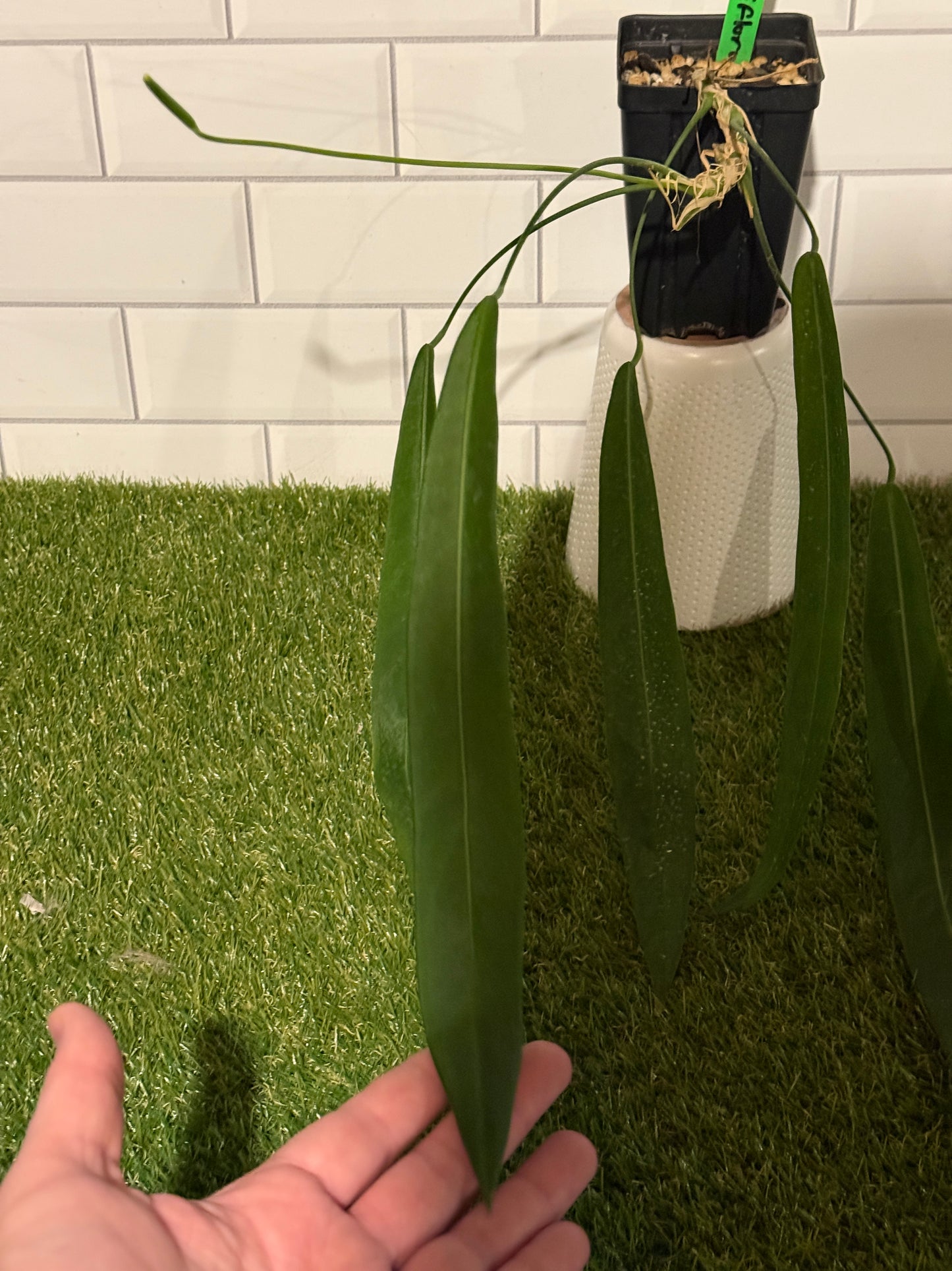 Anthurium pallidiflorum