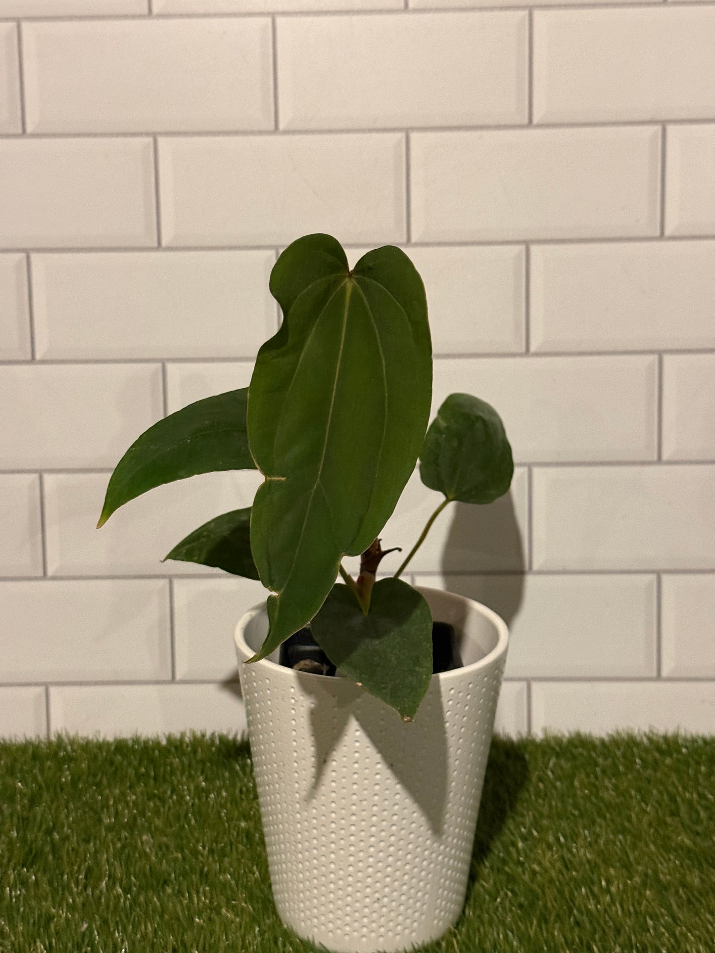 Anthurium Justin x BVEP
