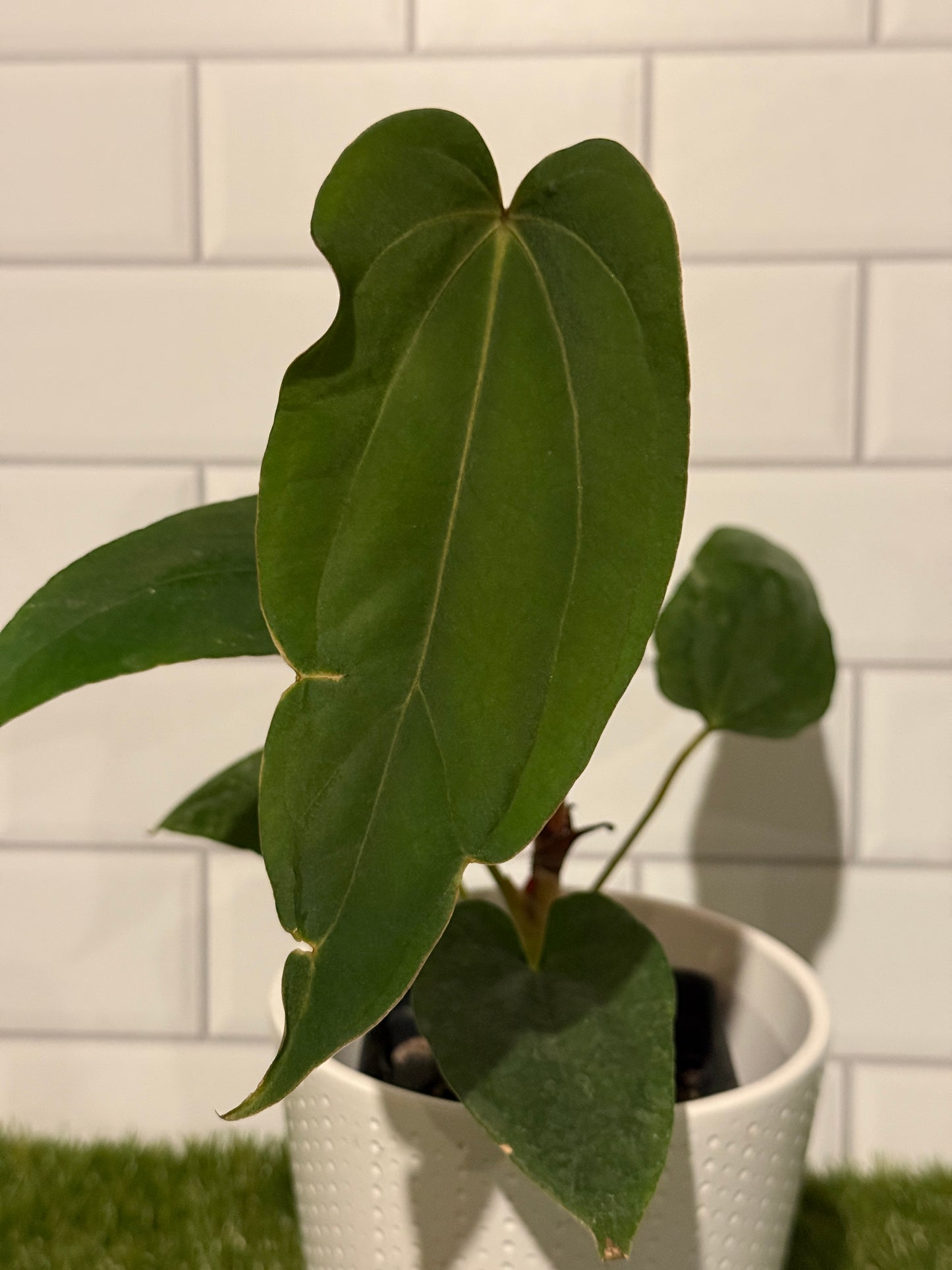 Anthurium Justin x BVEP