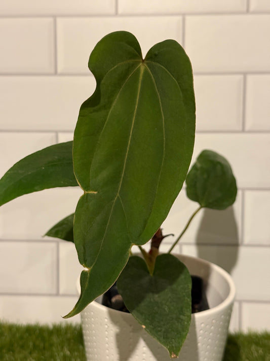 Anthurium Justin x BVEP