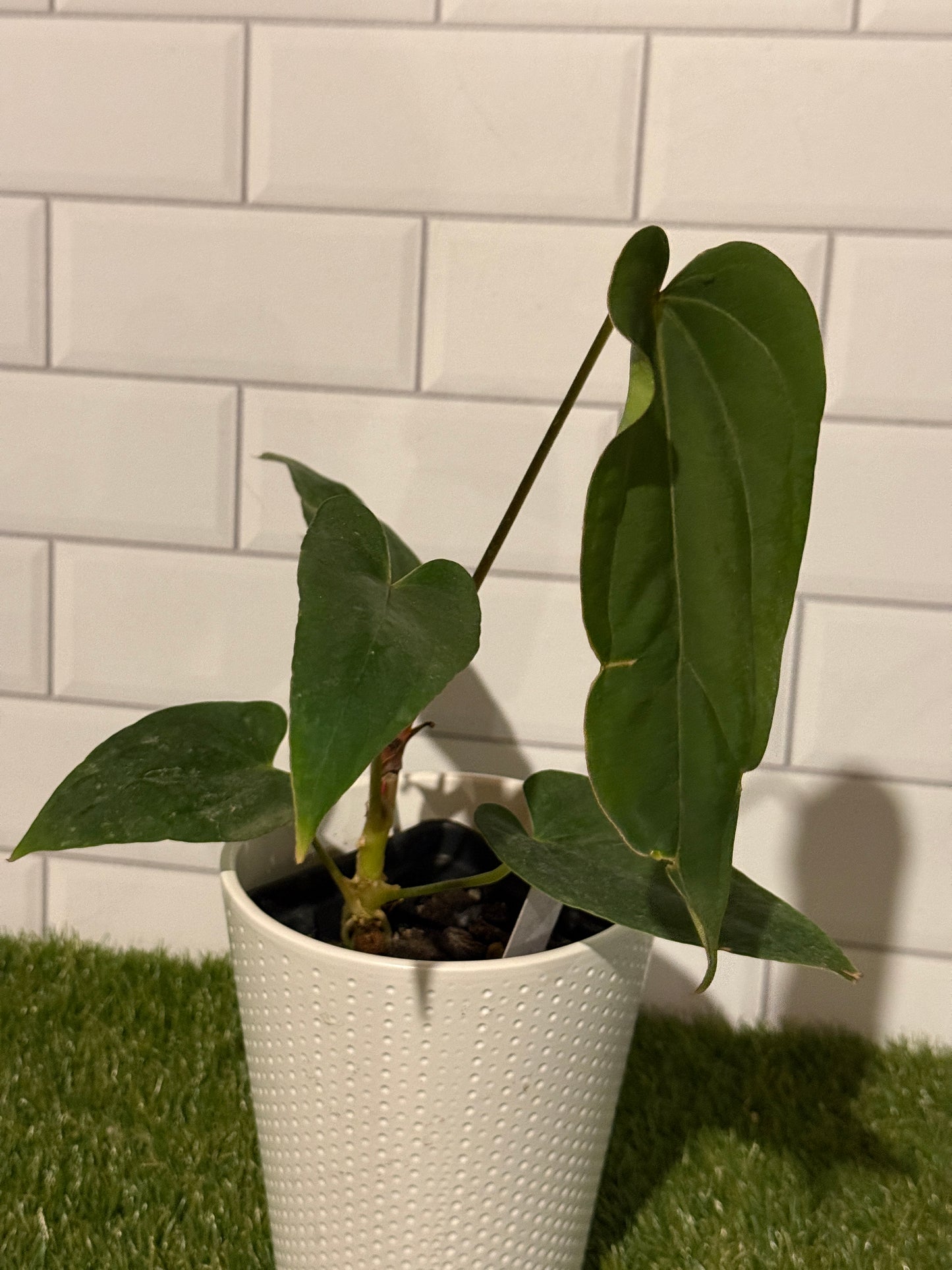 Anthurium Justin x BVEP