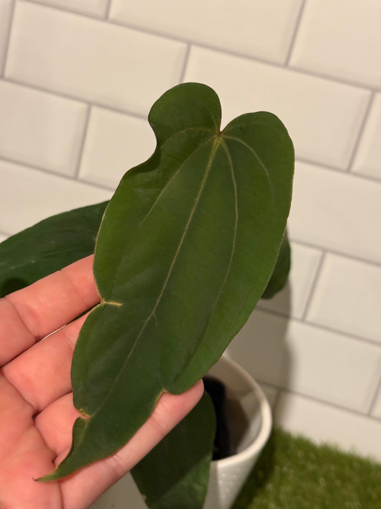 Anthurium Justin x BVEP
