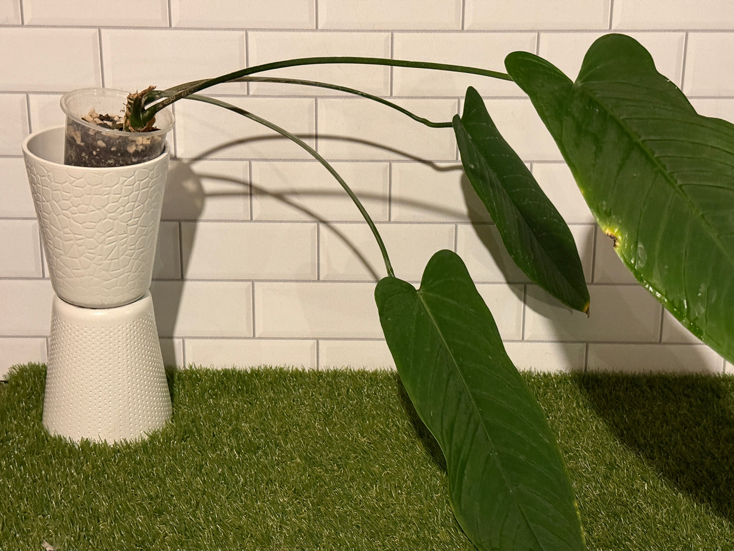 Anthurium panamense