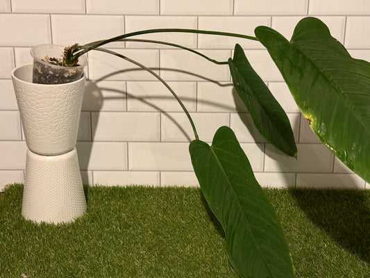 Anthurium panamense