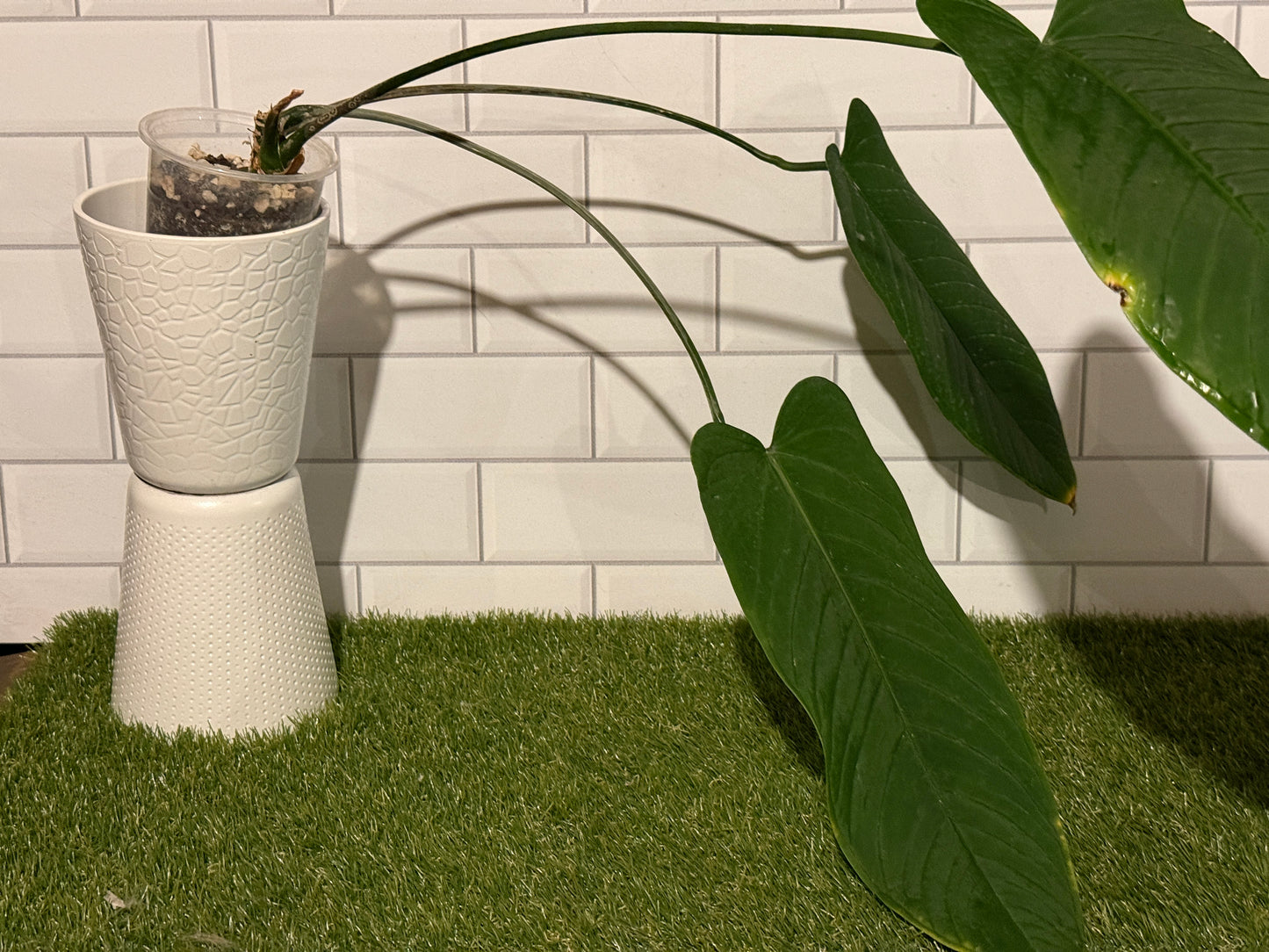 Anthurium panamense