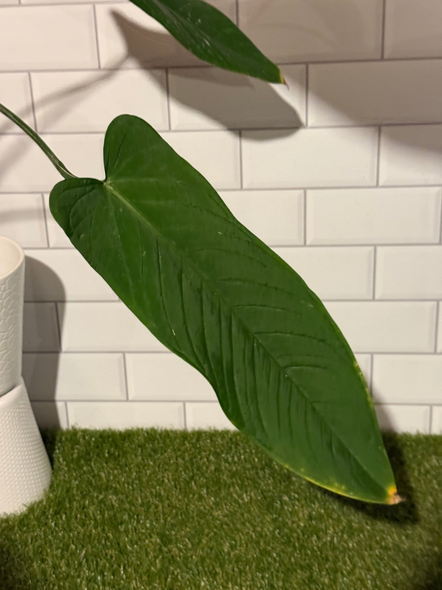 Anthurium panamense