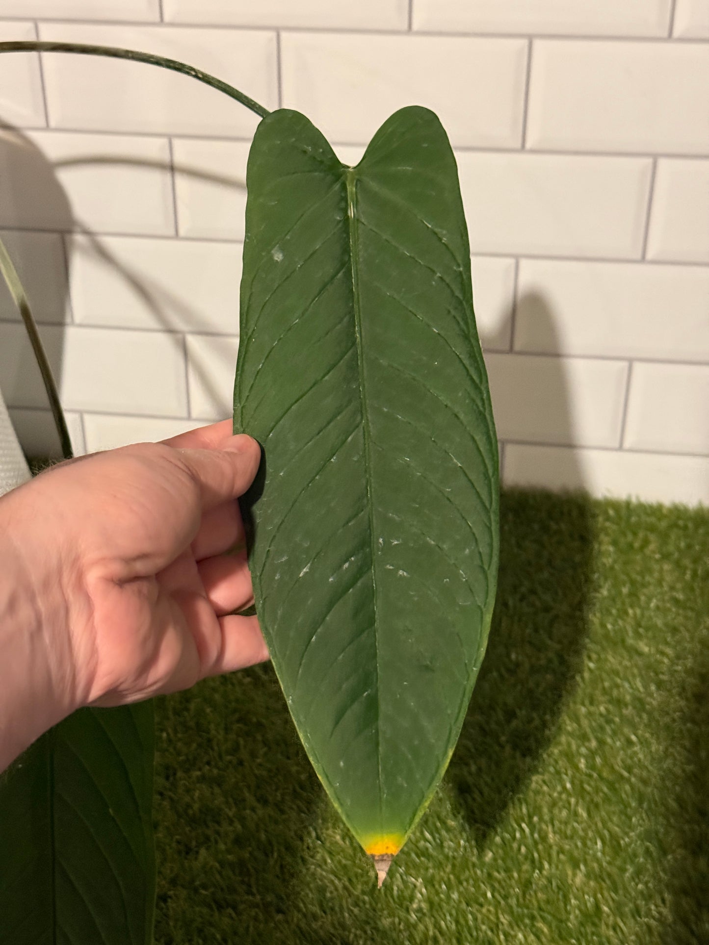 Anthurium panamense