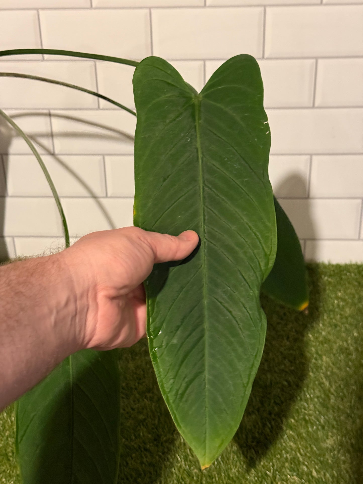 Anthurium panamense
