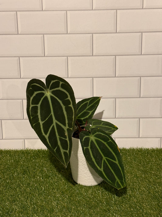 Anthurium carlablackiae