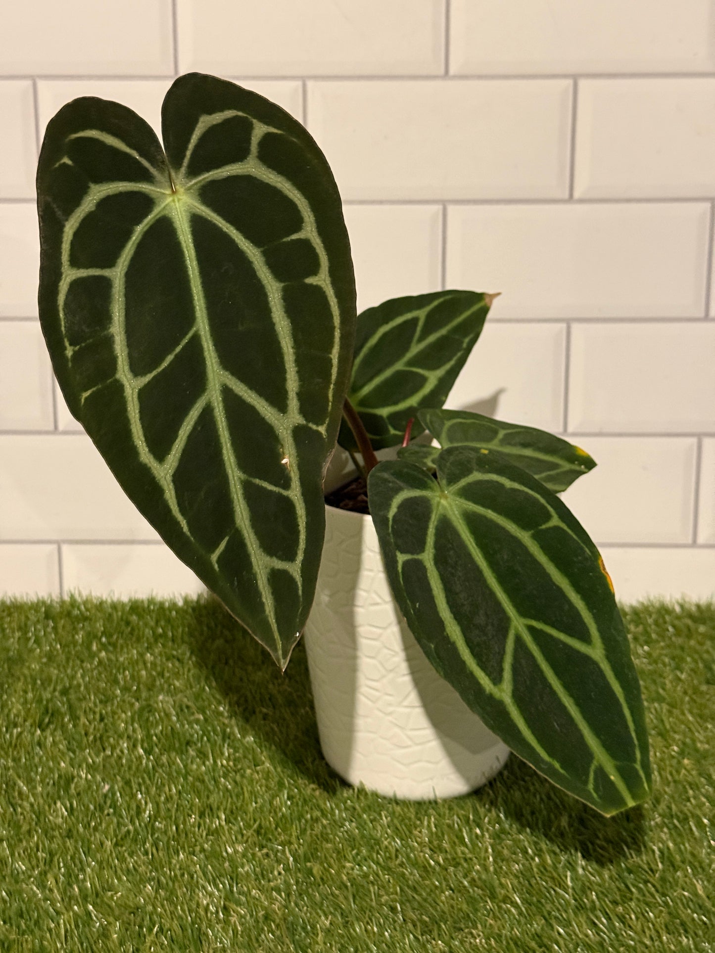 Anthurium carlablackiae