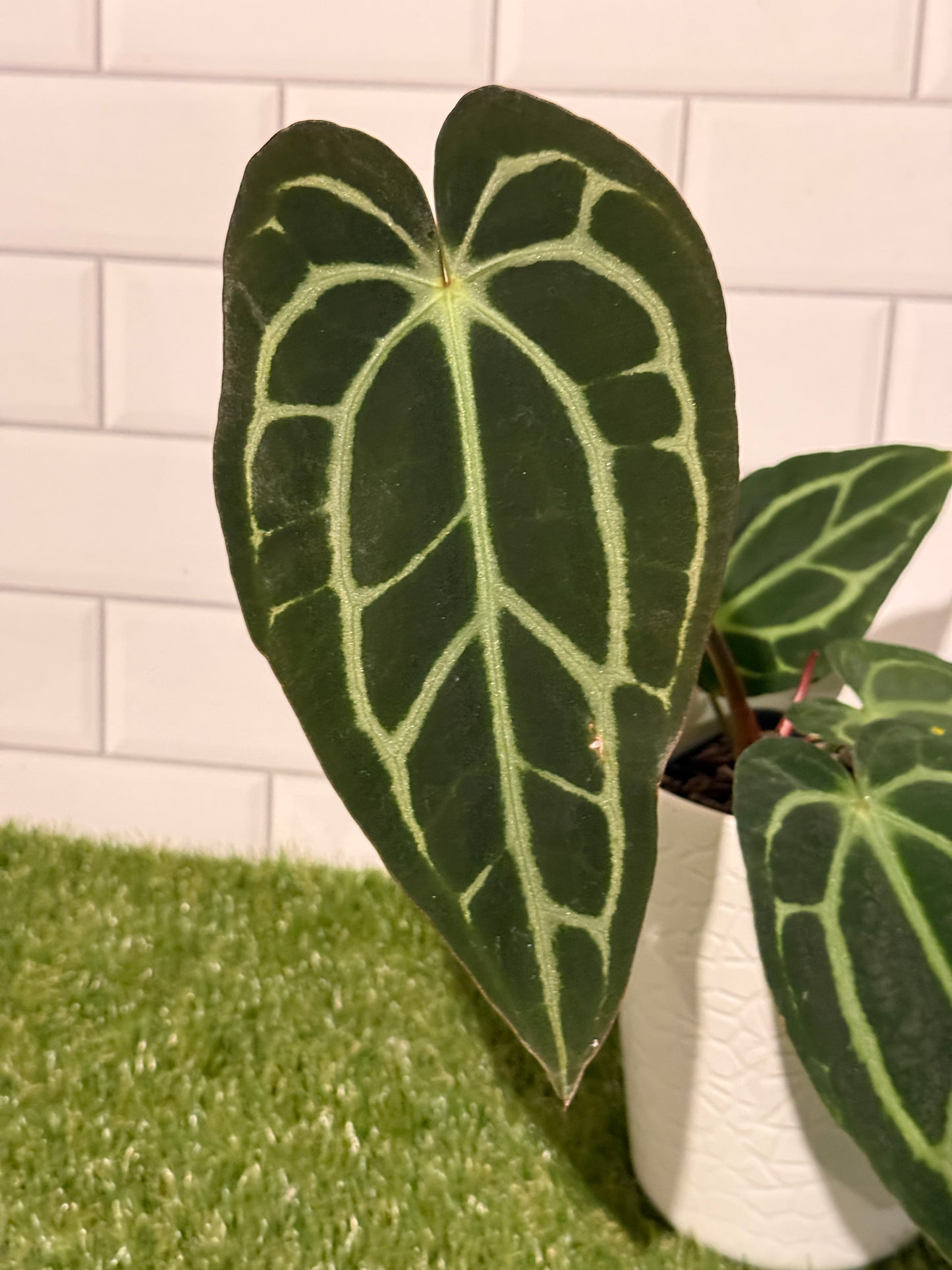 Anthurium carlablackiae