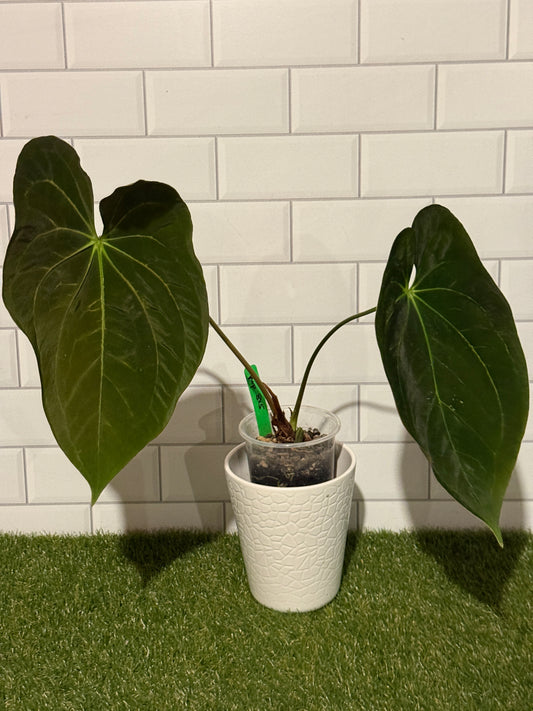 Anthurium papillilaminum 8 x 5