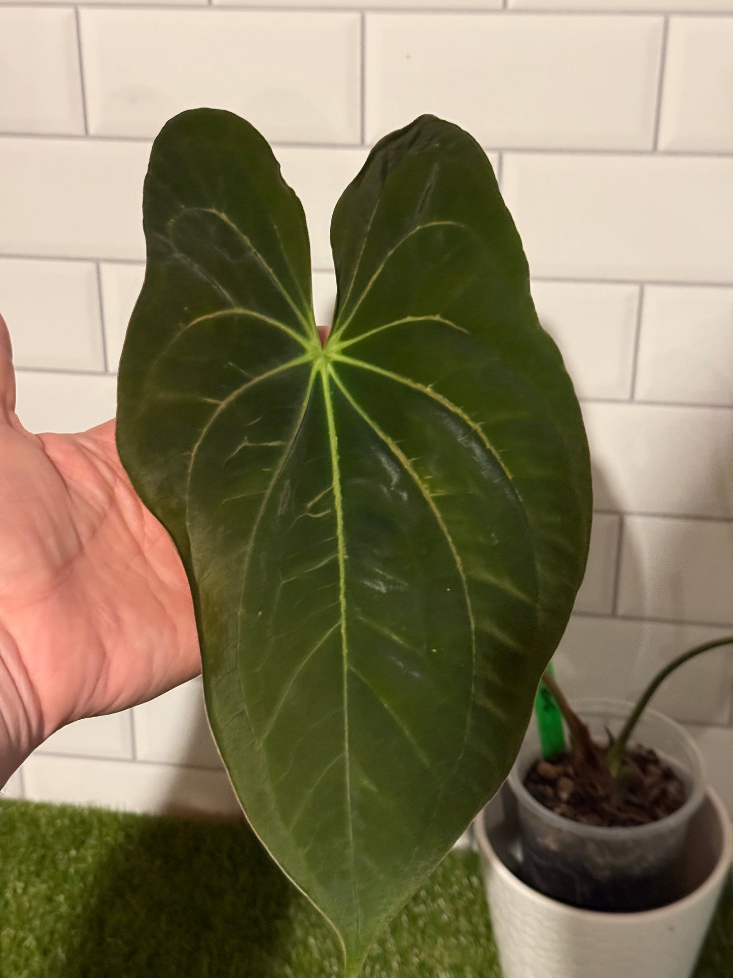 Anthurium papillilaminum 8 x 5