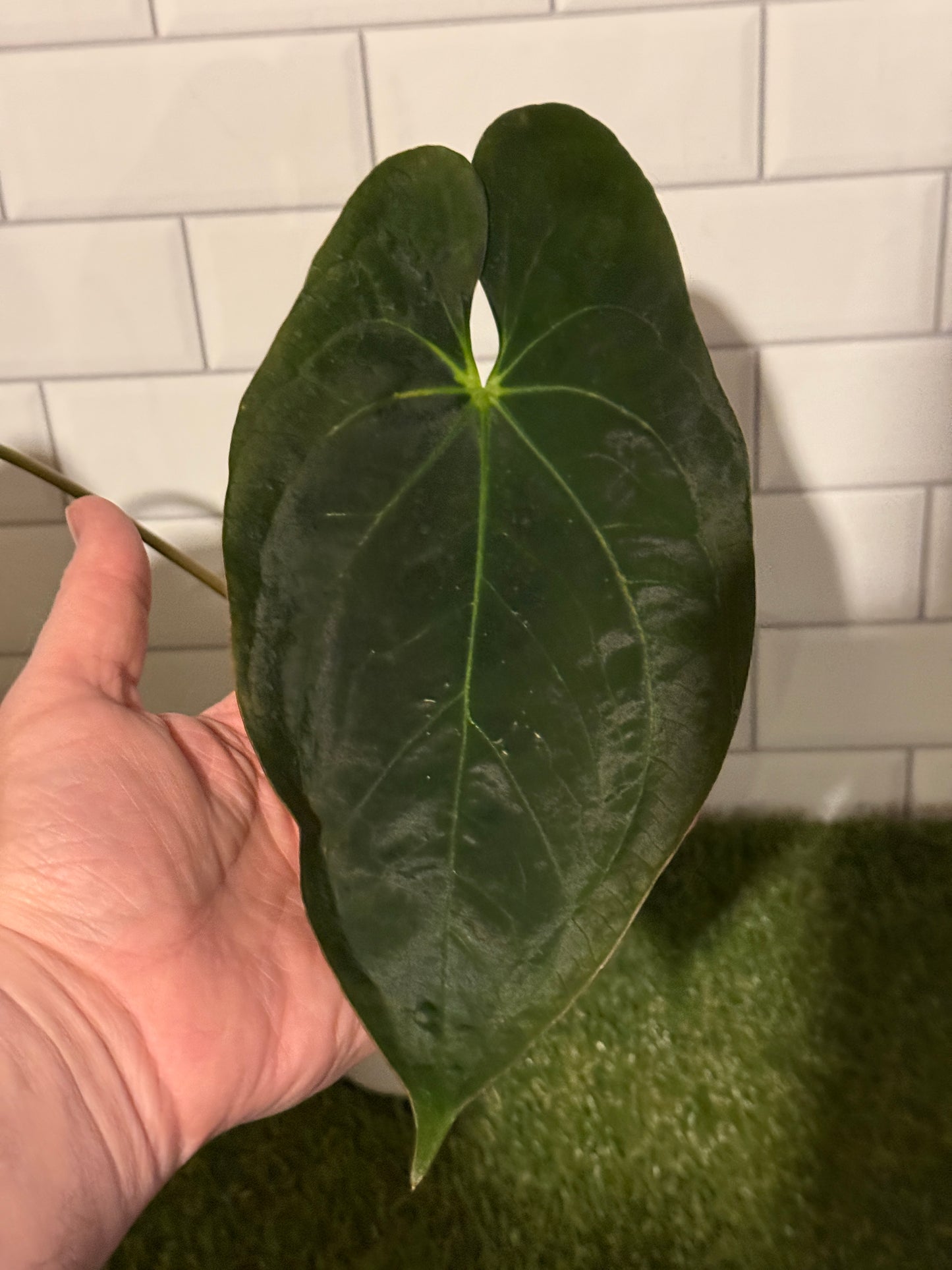 Anthurium papillilaminum 8 x 5