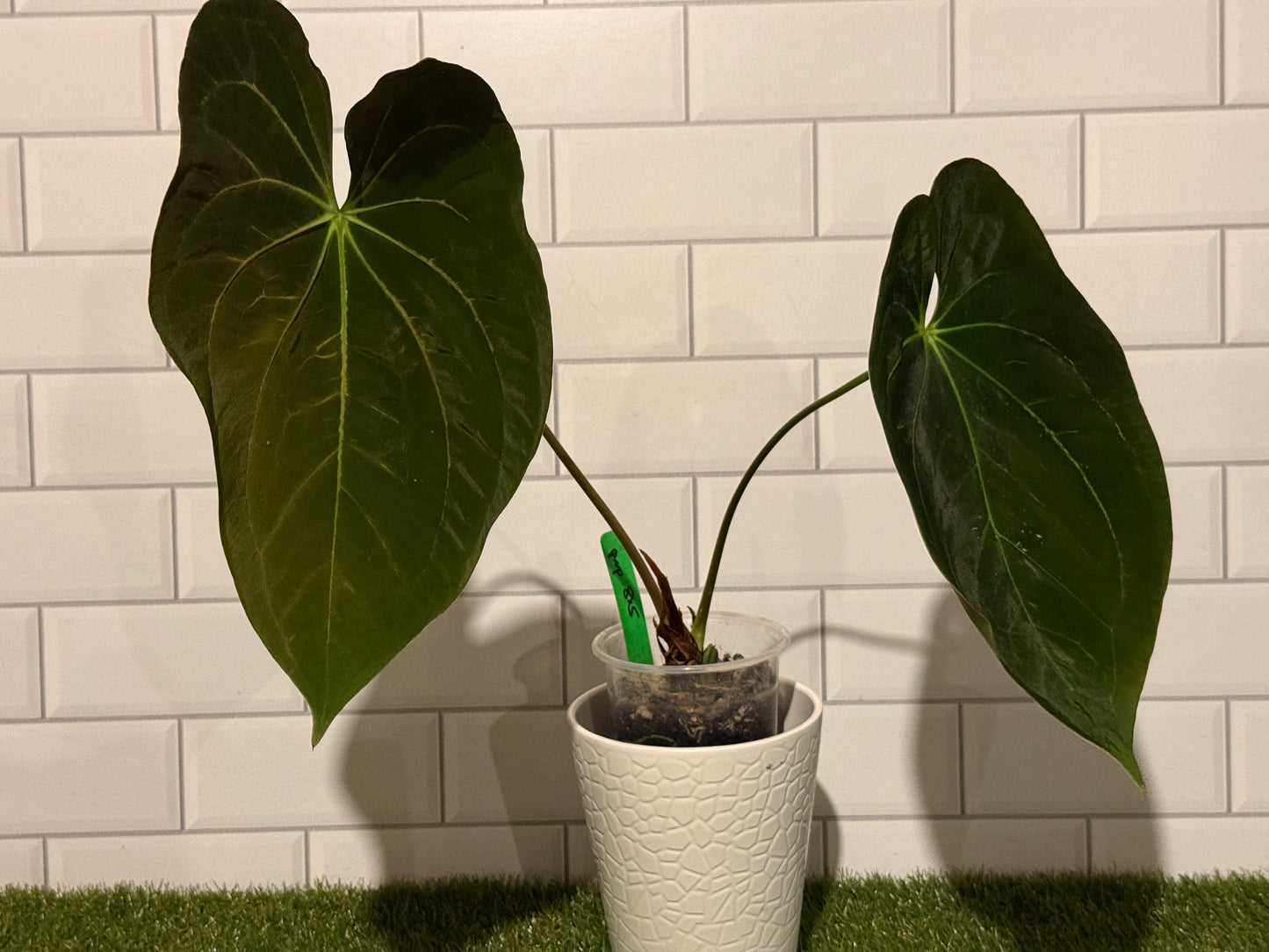 Anthurium papillilaminum 8 x 5