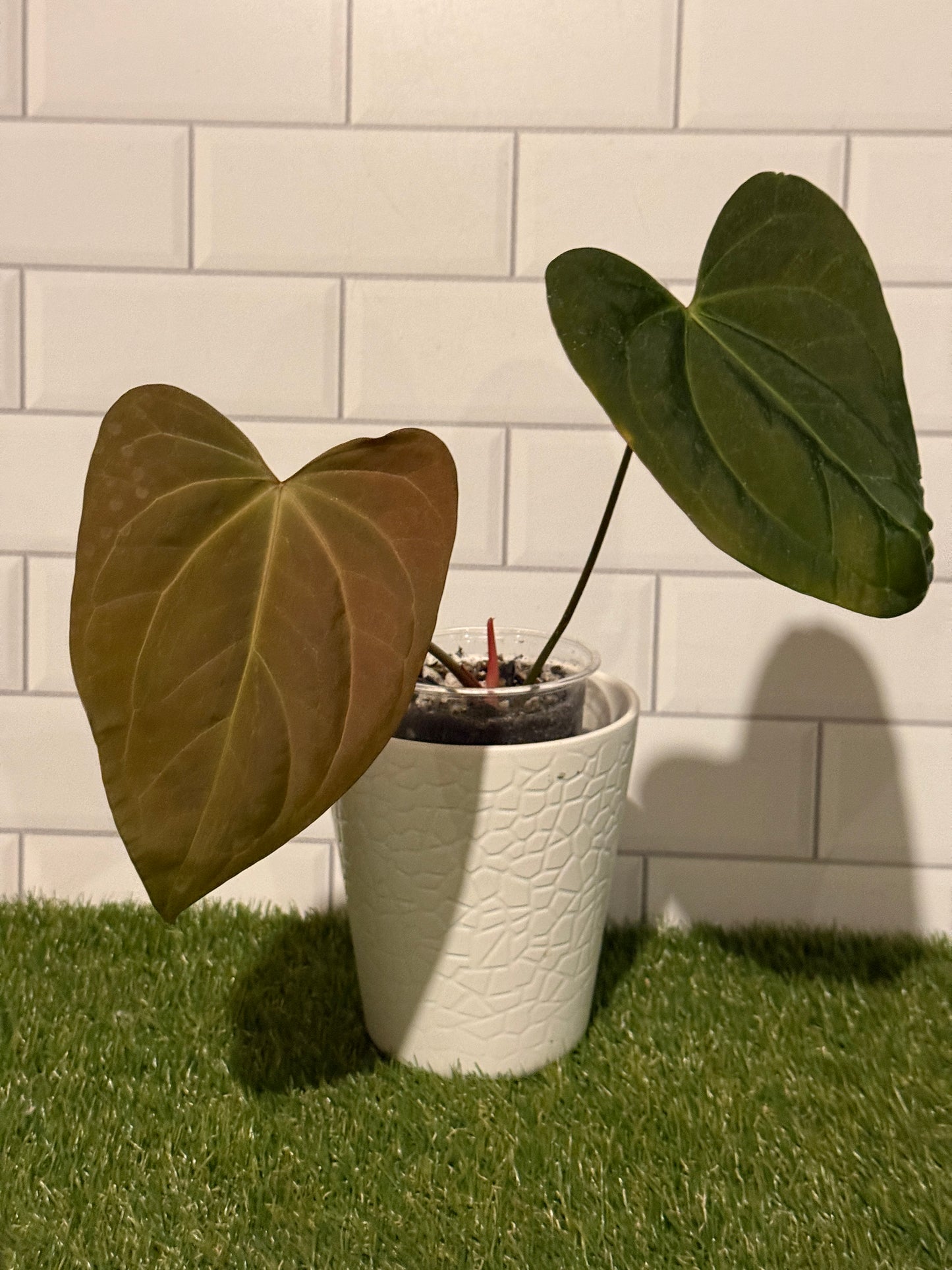 Anthurium Justin x BVEP