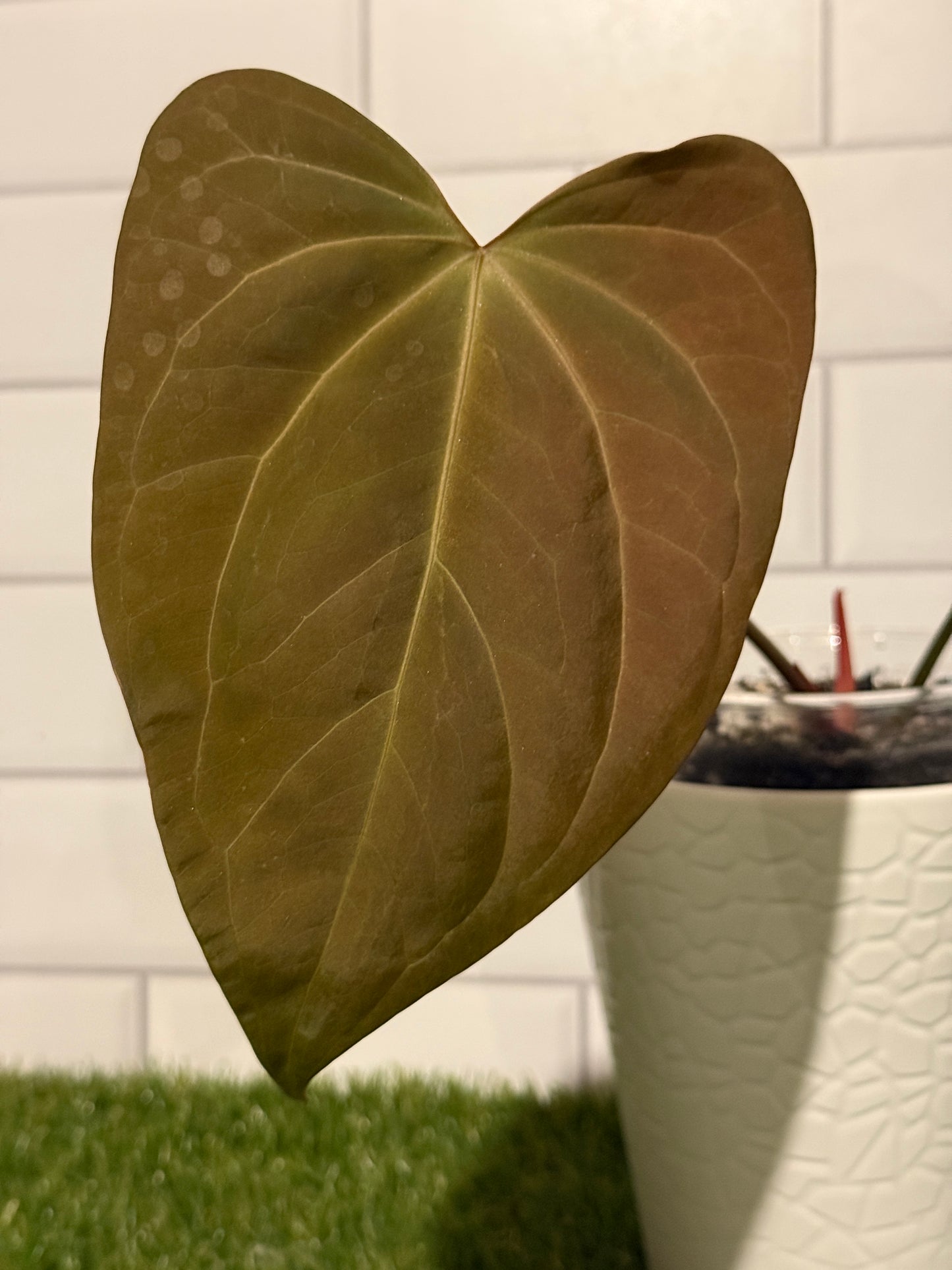 Anthurium Justin x BVEP