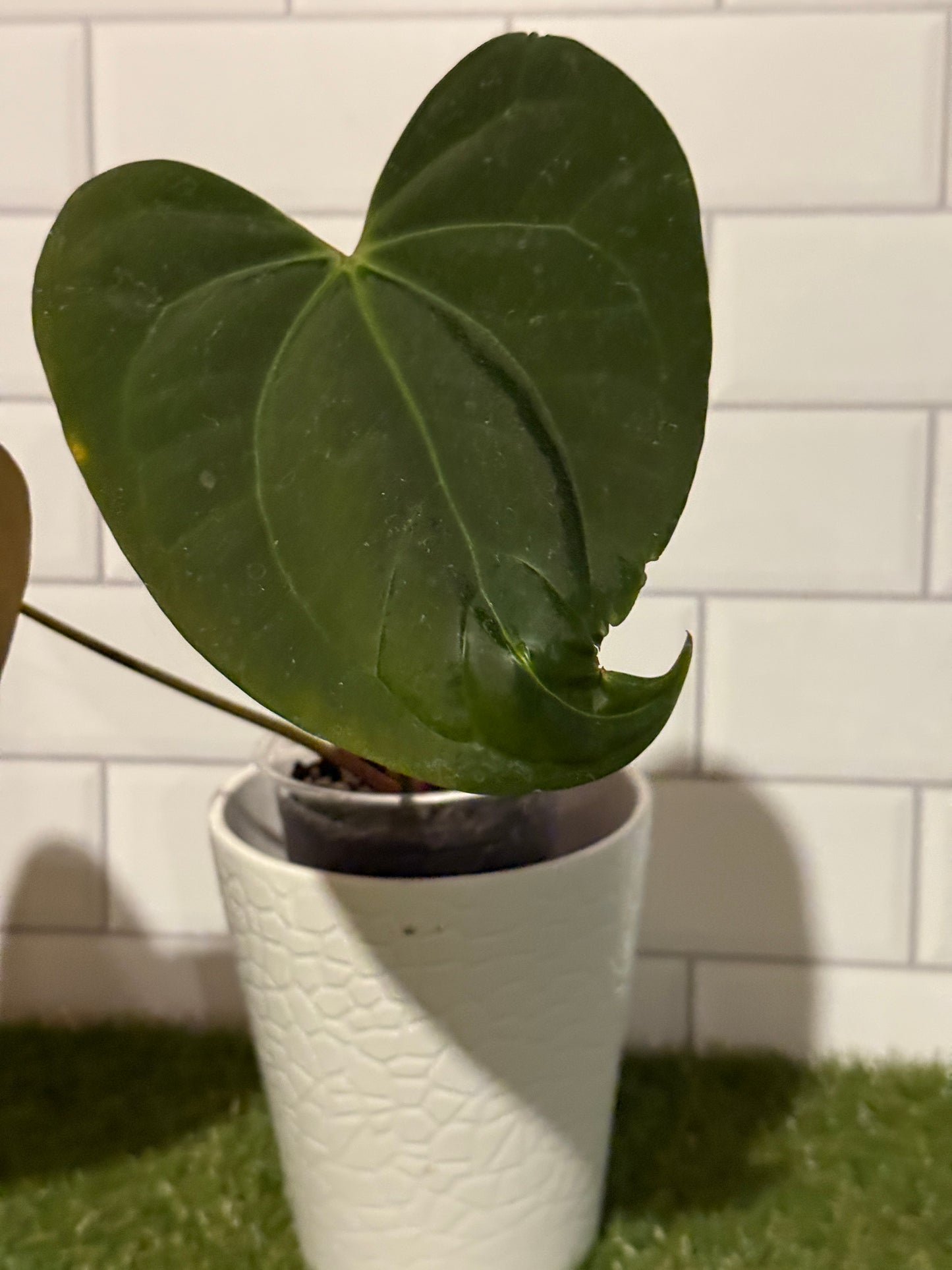 Anthurium Justin x BVEP