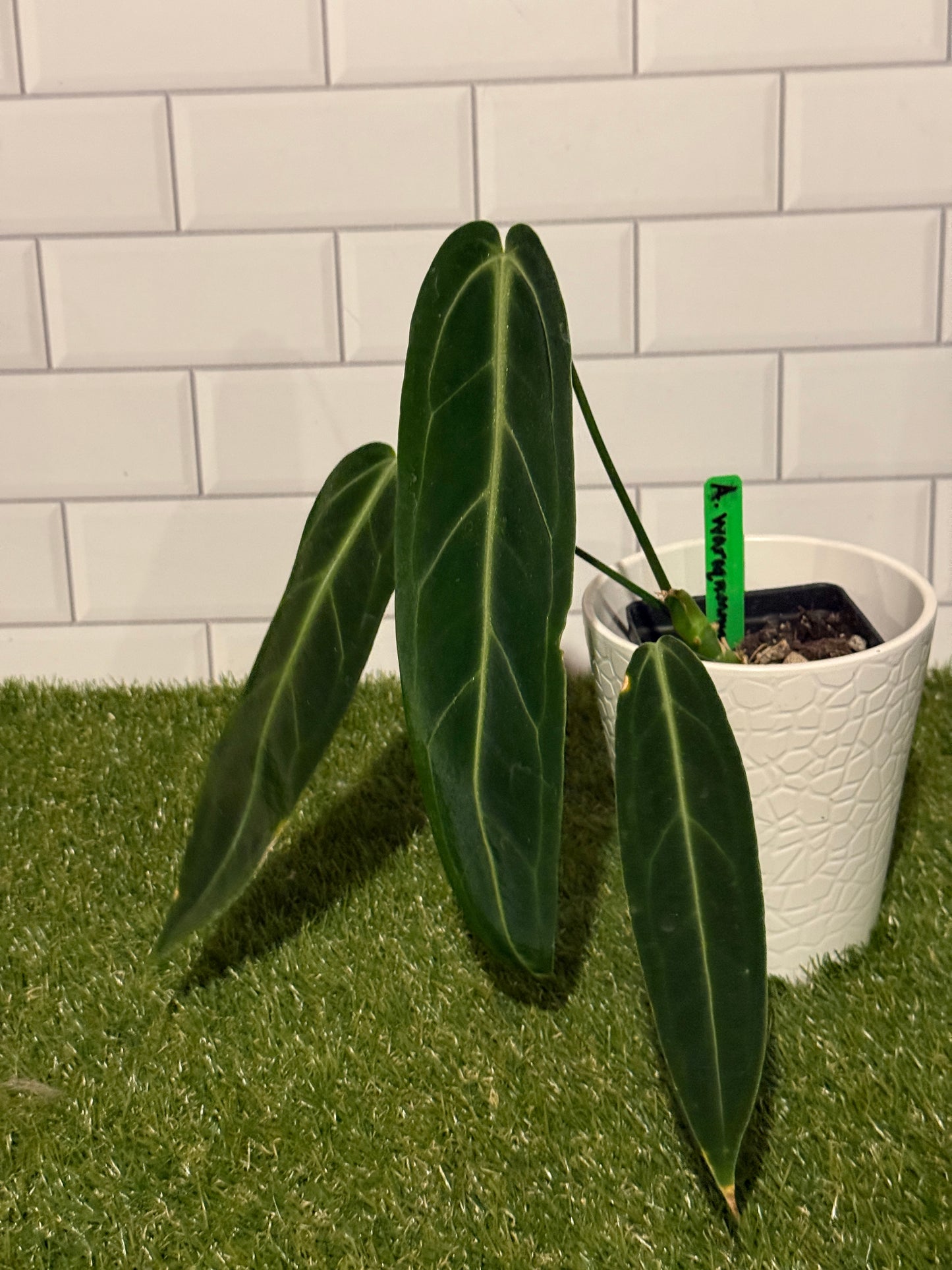 Anthurium warocqueanum
