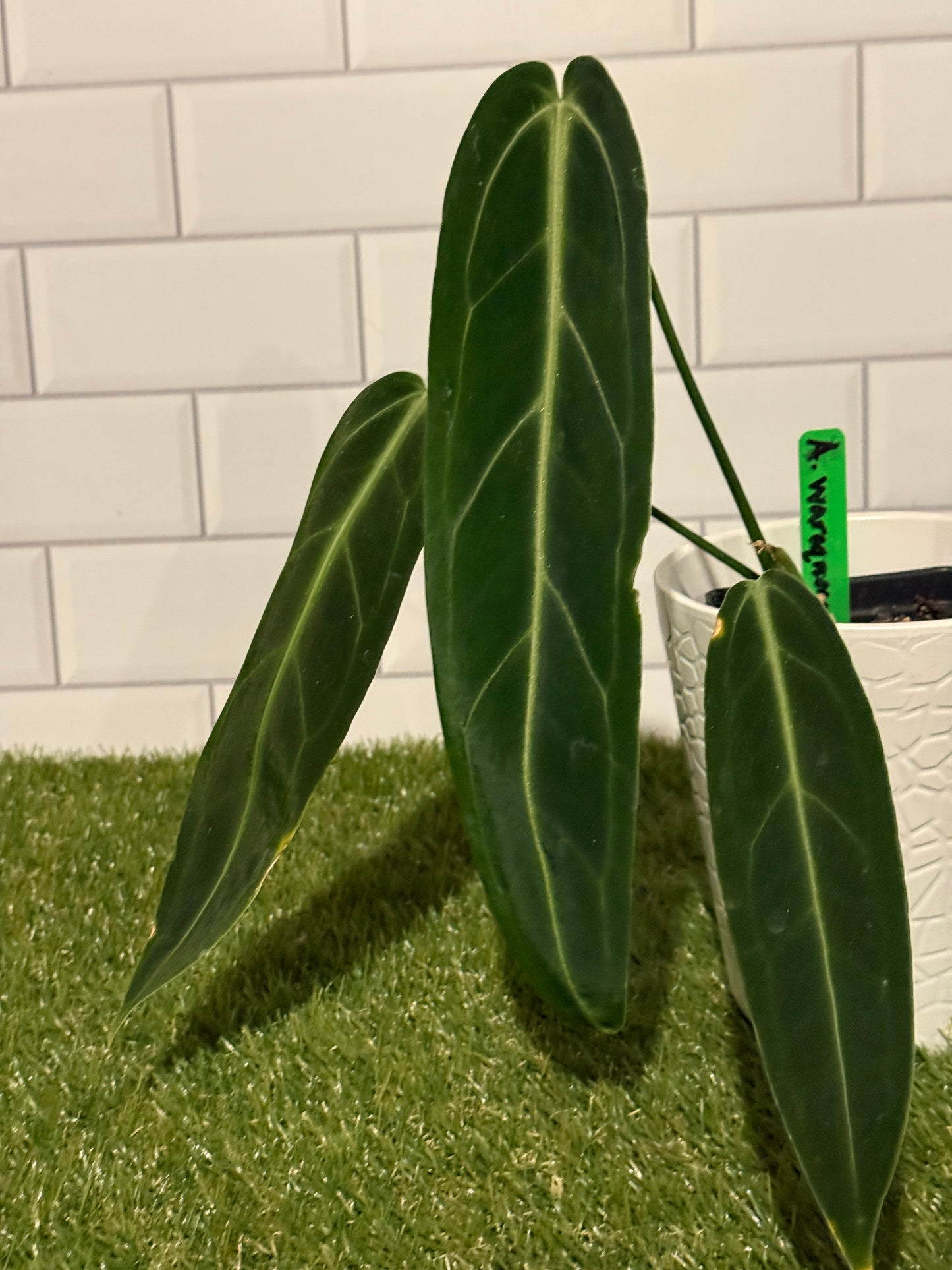 Anthurium warocqueanum