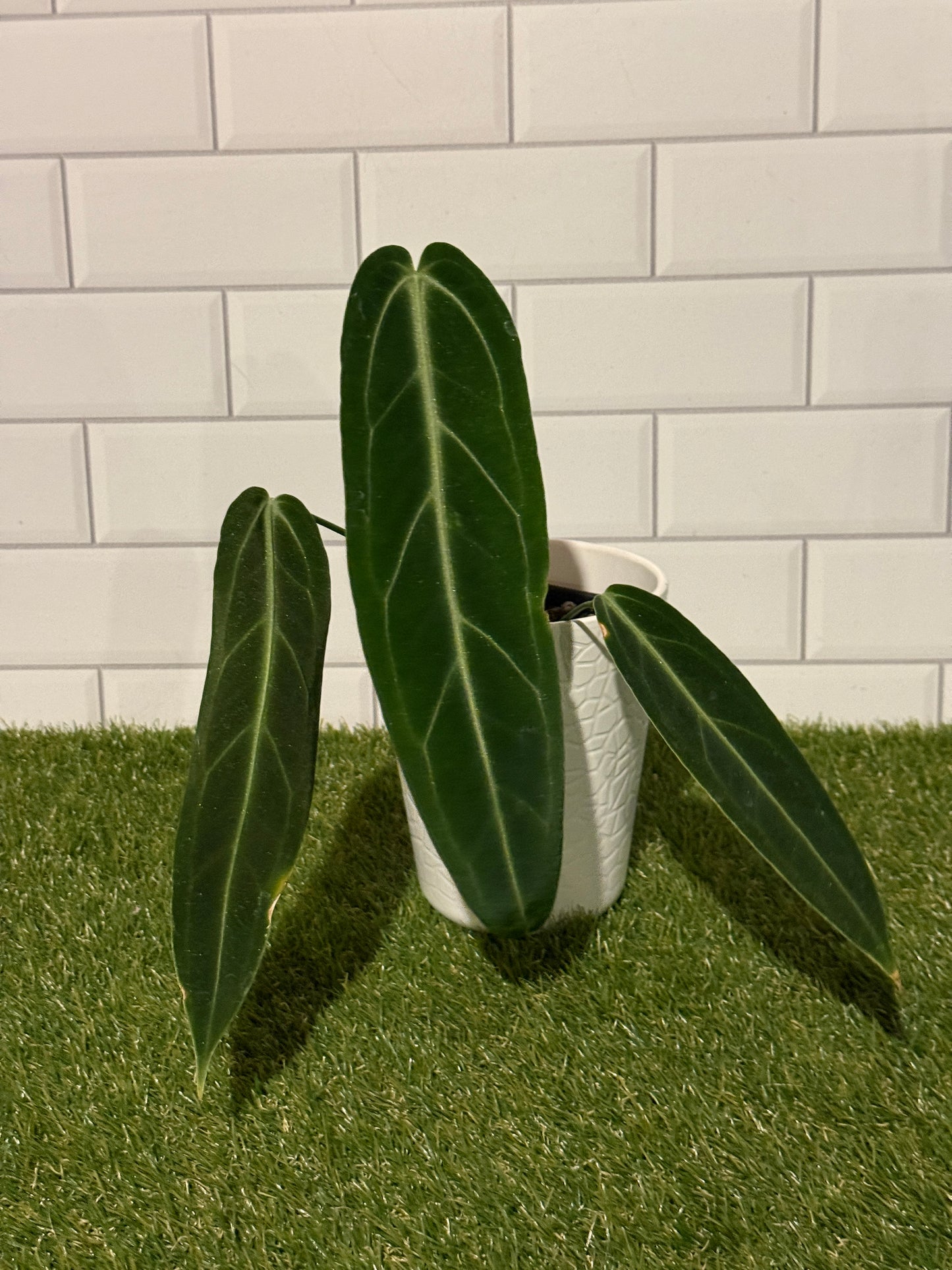 Anthurium warocqueanum