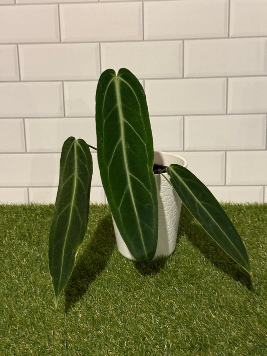 Anthurium warocqueanum