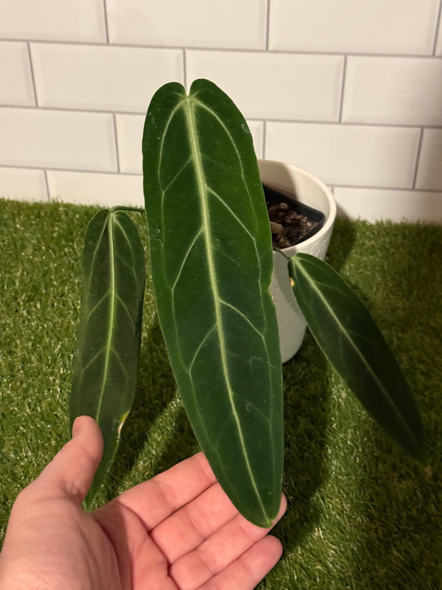 Anthurium warocqueanum