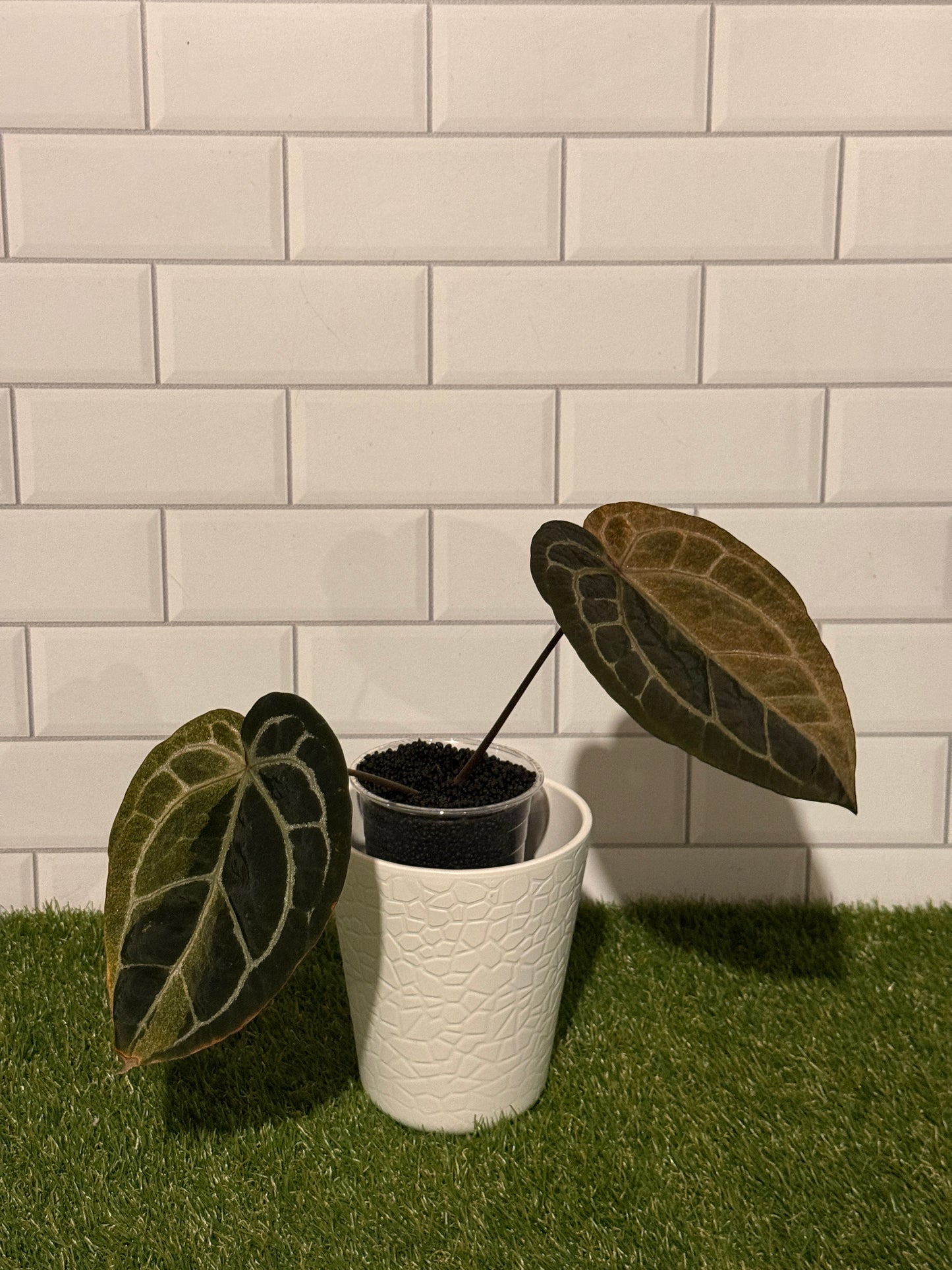 Anthurium Zara VARIEGATED