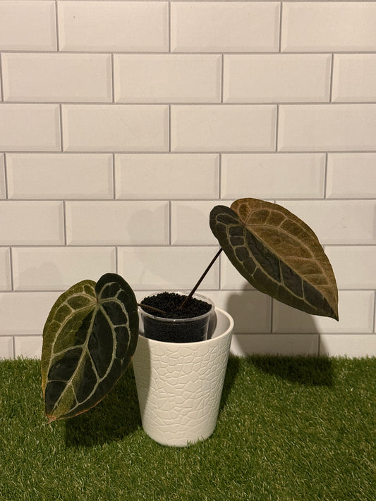 Anthurium Zara VARIEGATED