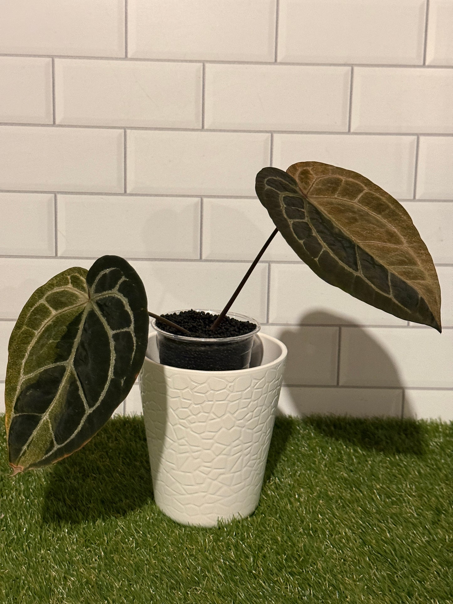 Anthurium Zara VARIEGATED