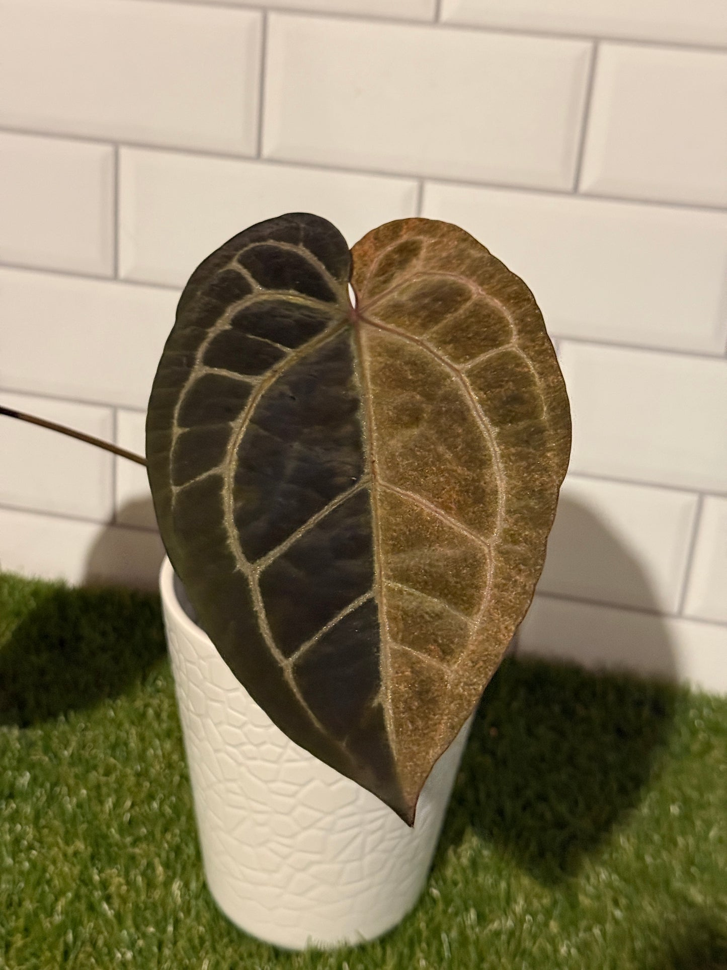 Anthurium Zara VARIEGATED