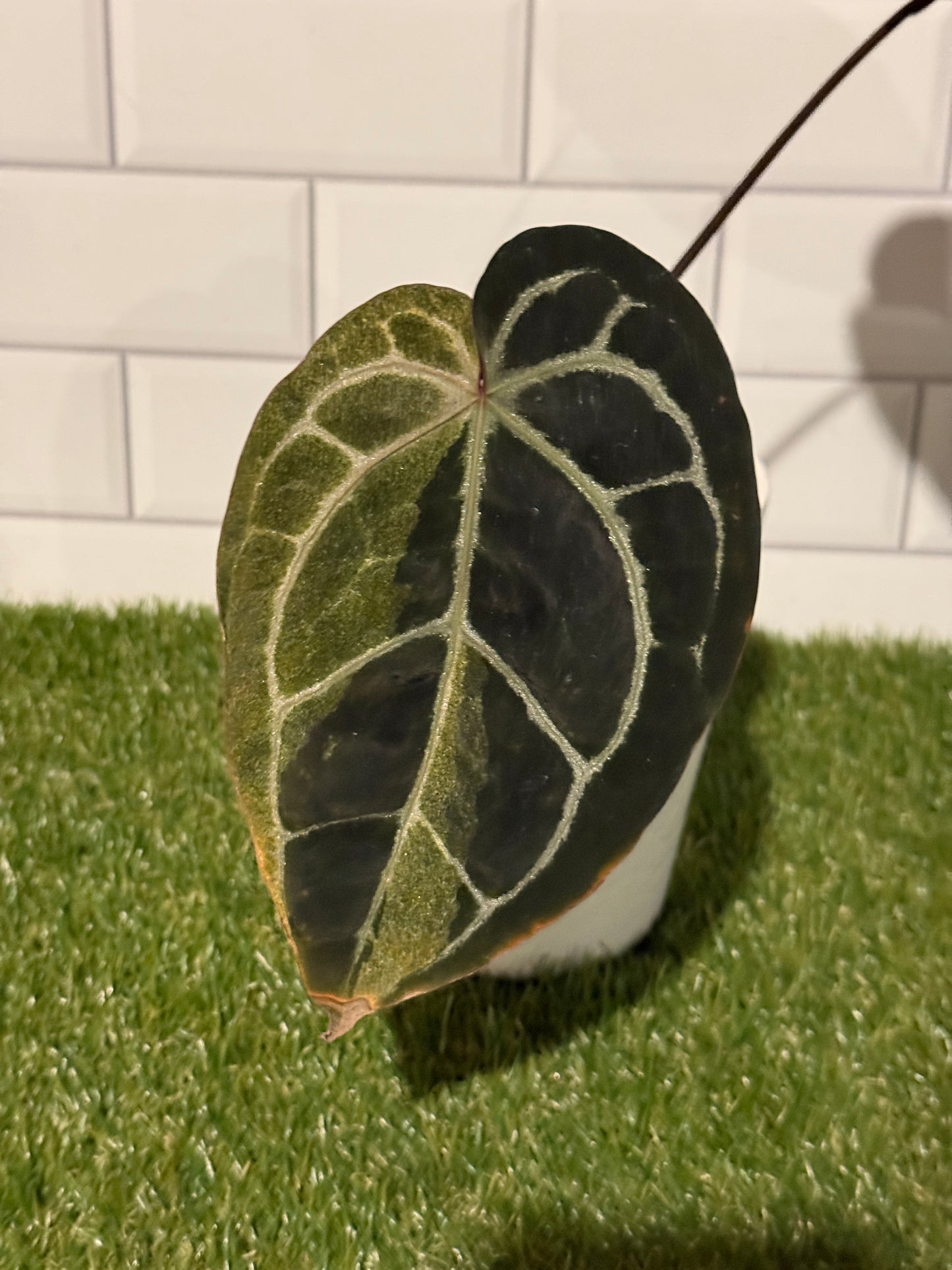 Anthurium Zara VARIEGATED