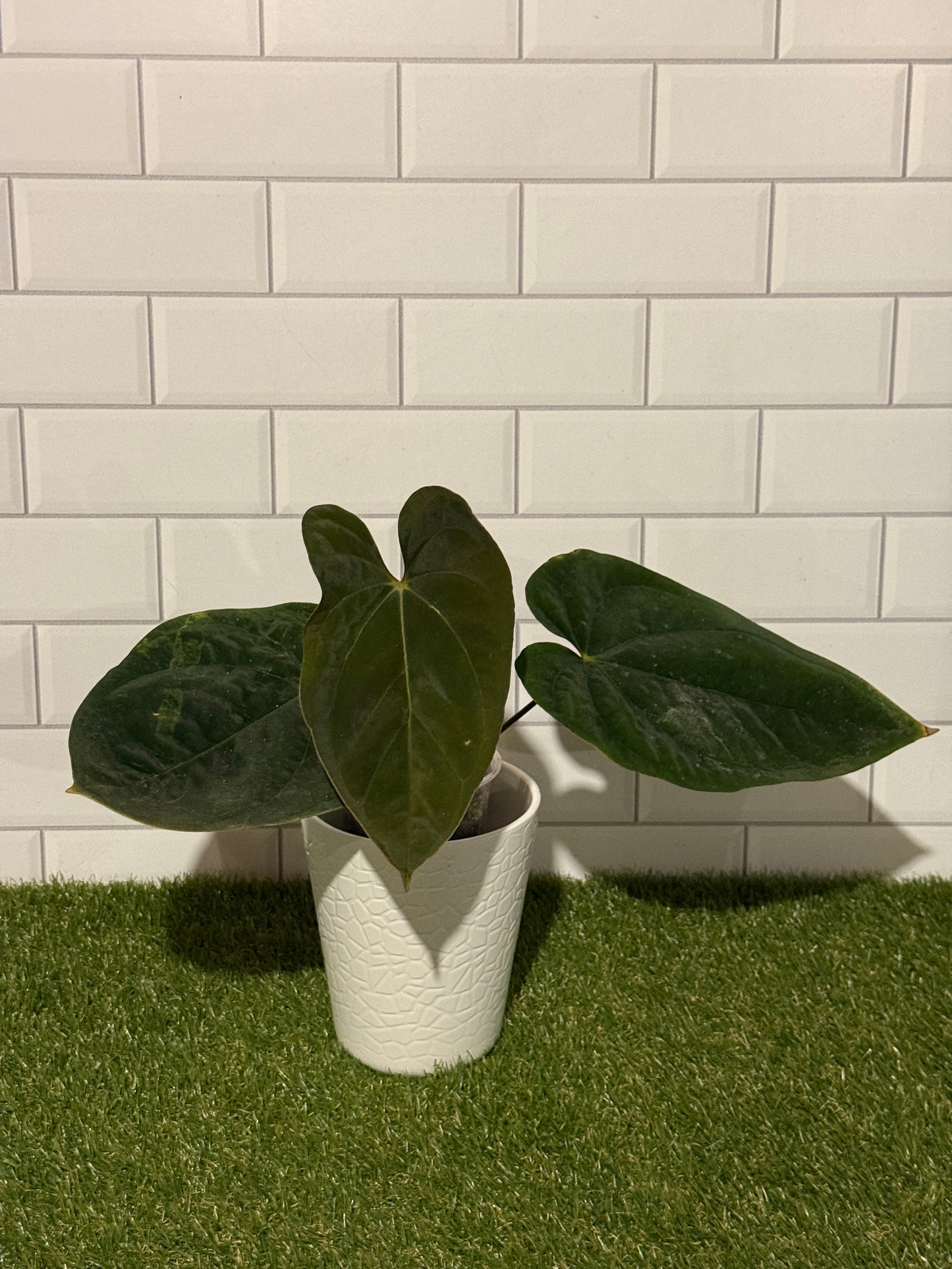 Anthurium papillilaminum 6 x  E. dressleri