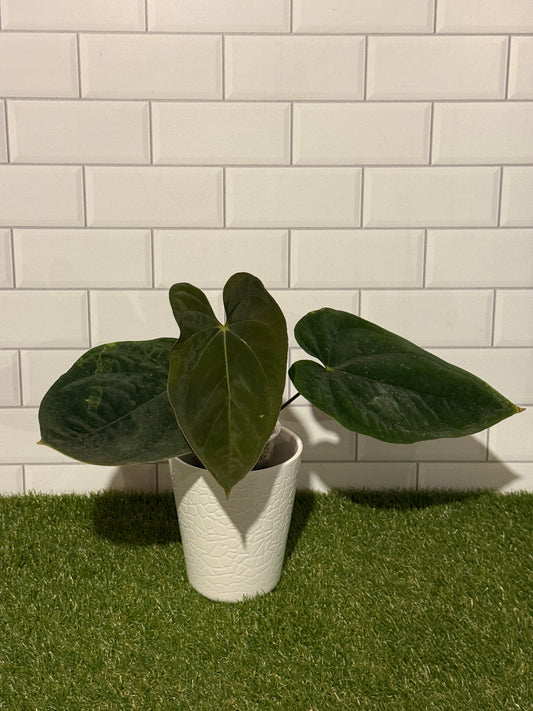 Anthurium papillilaminum 6 x  E. dressleri