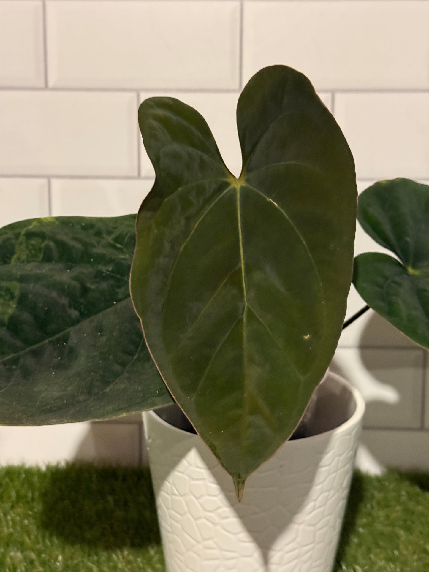 Anthurium papillilaminum 6 x  E. dressleri