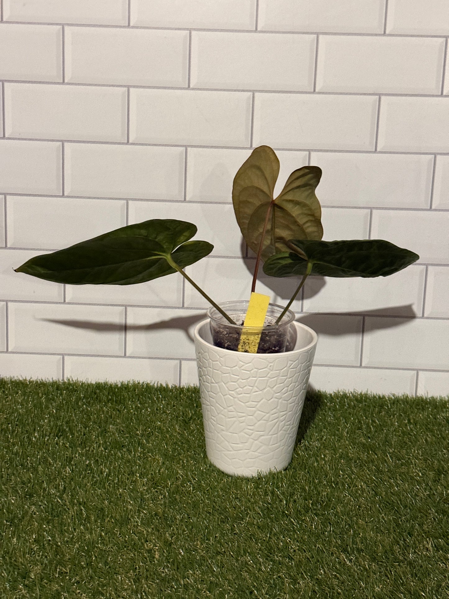 Anthurium papillilaminum 6 x  E. dressleri
