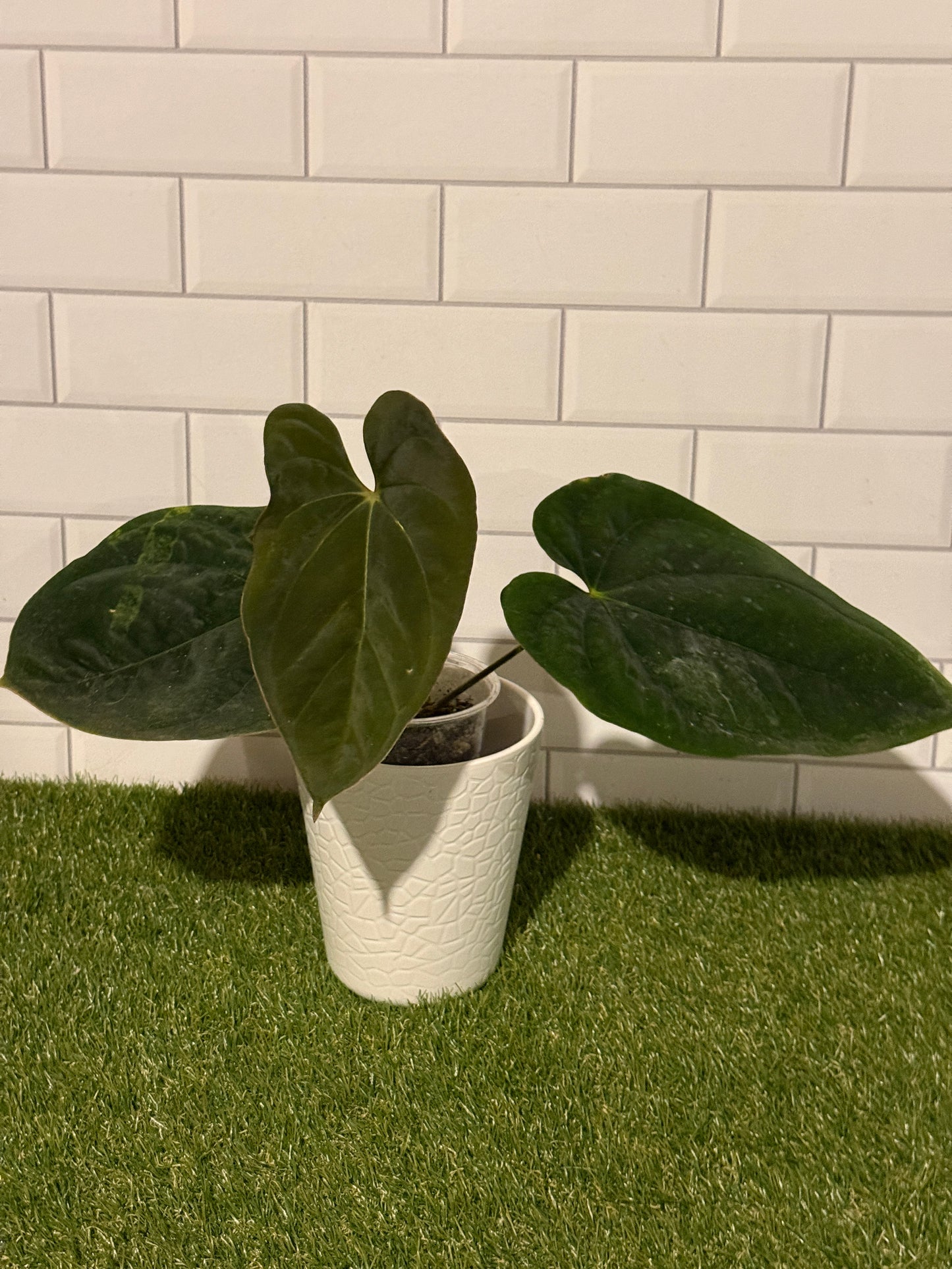 Anthurium papillilaminum 6 x  E. dressleri