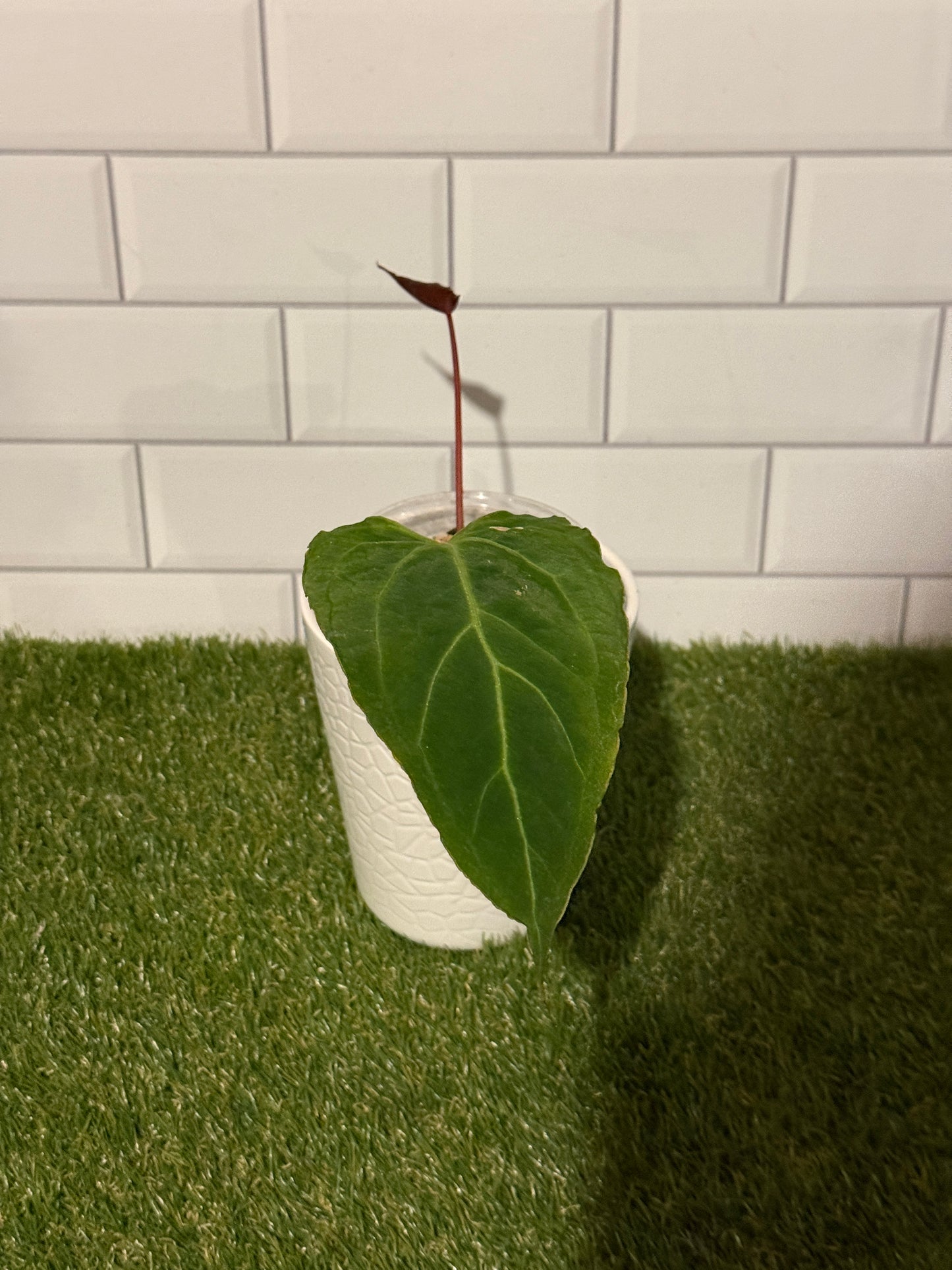 Anthurium Boogie