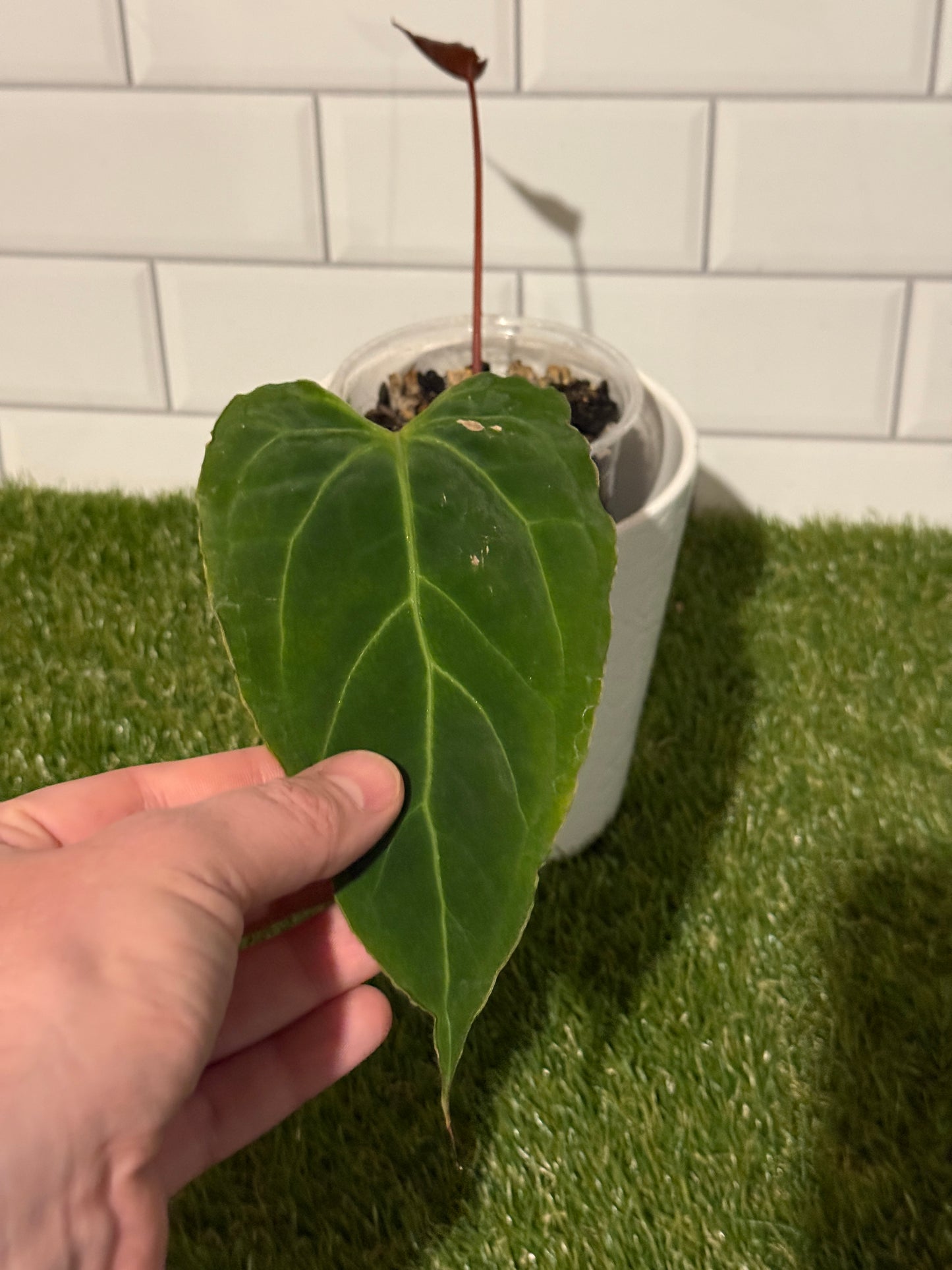 Anthurium Boogie