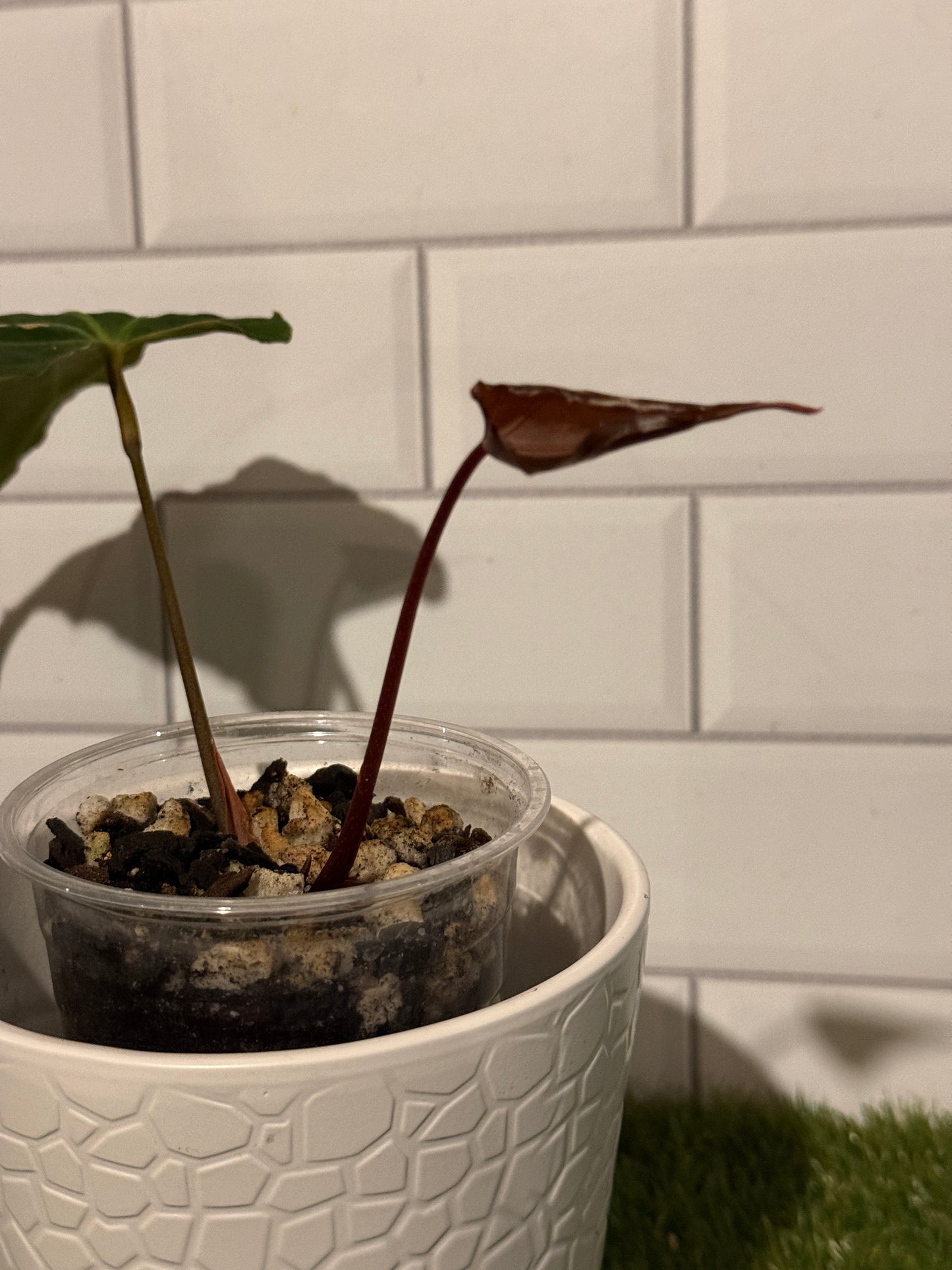 Anthurium Boogie
