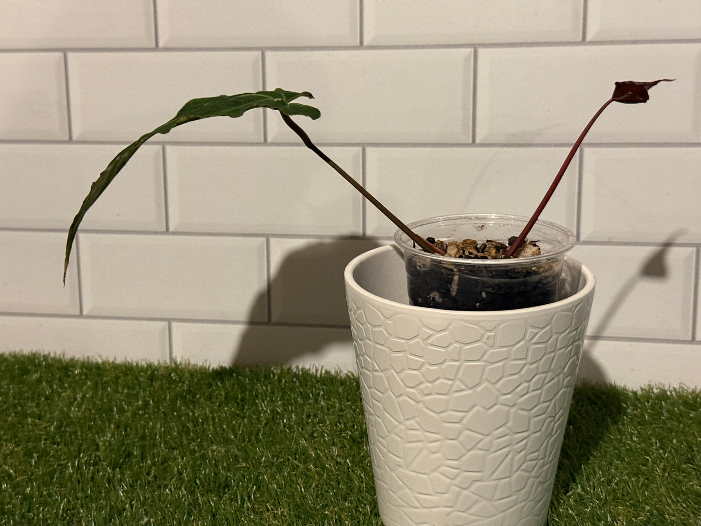 Anthurium Boogie