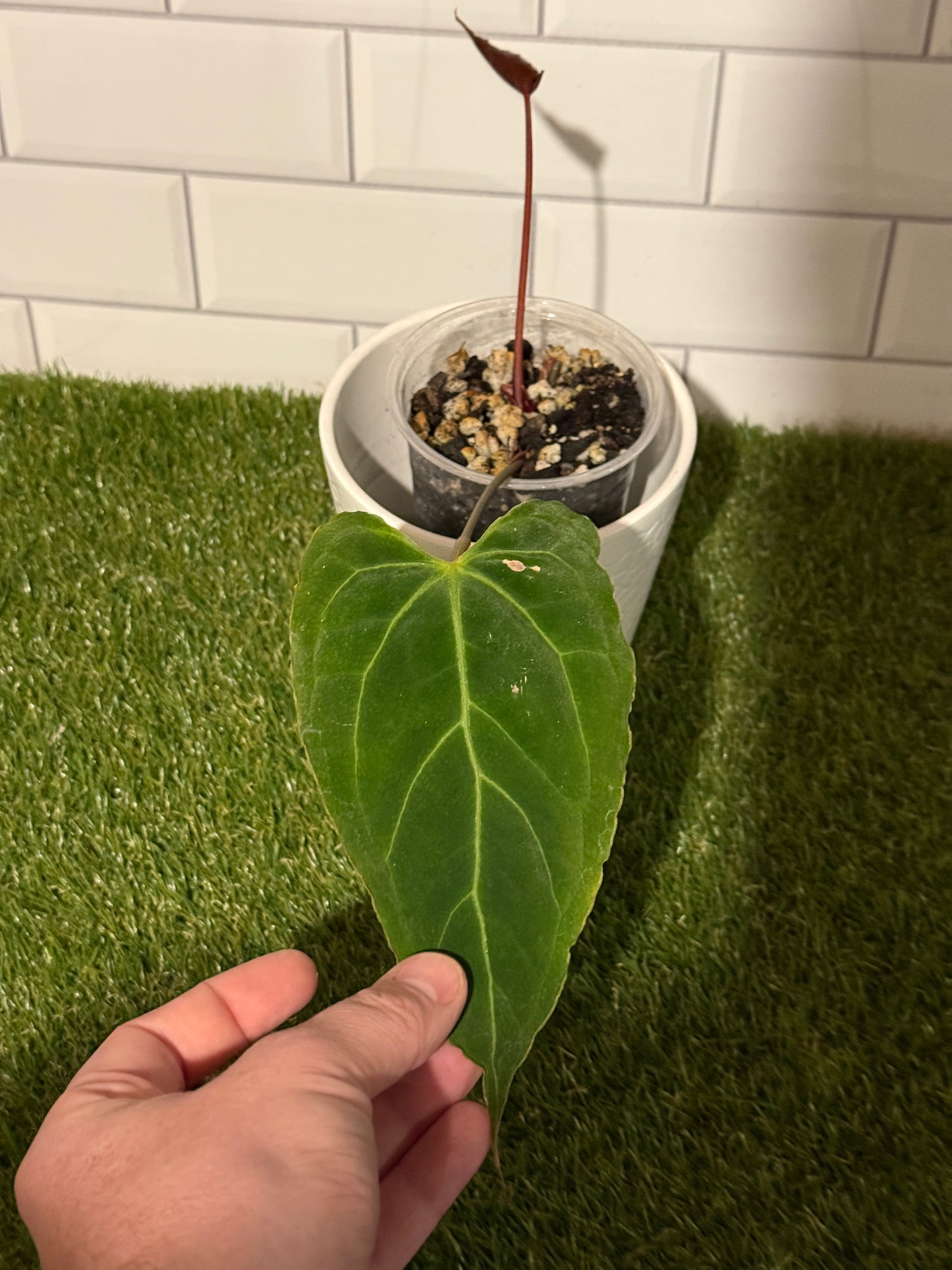 Anthurium Boogie