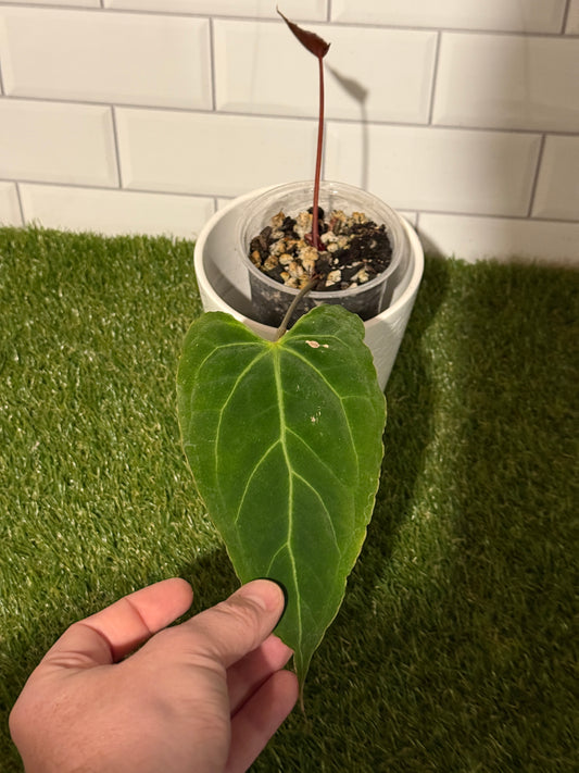 Anthurium Boogie