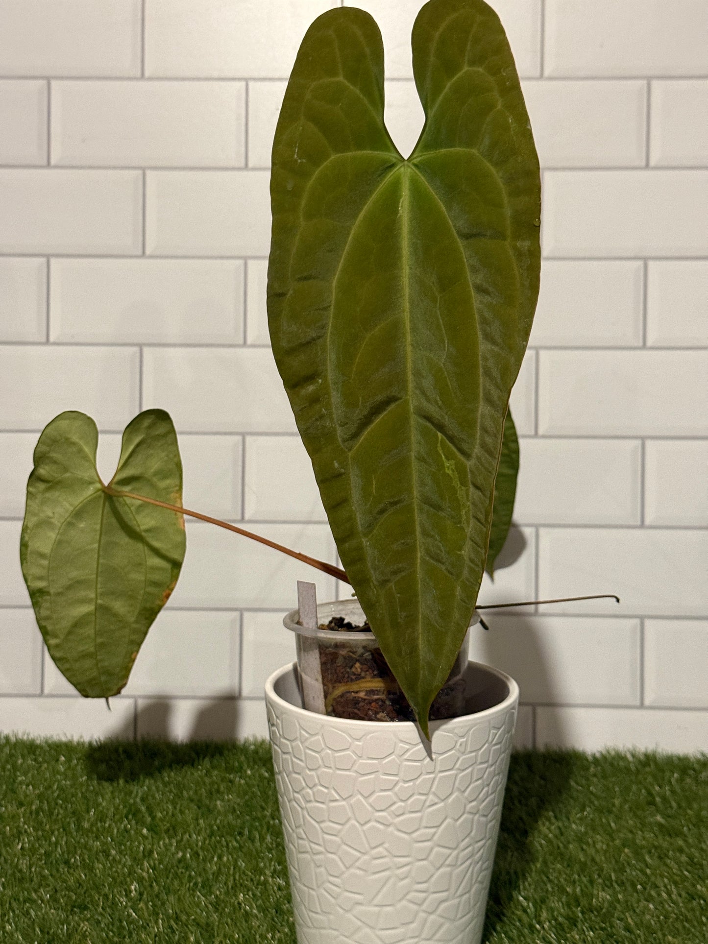 Anthurium papillilaminum x villenaorum
