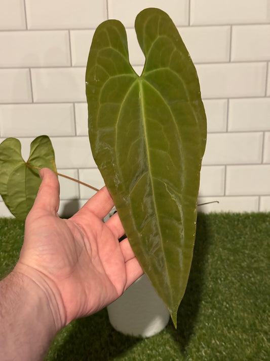Anthurium papillilaminum x villenaorum