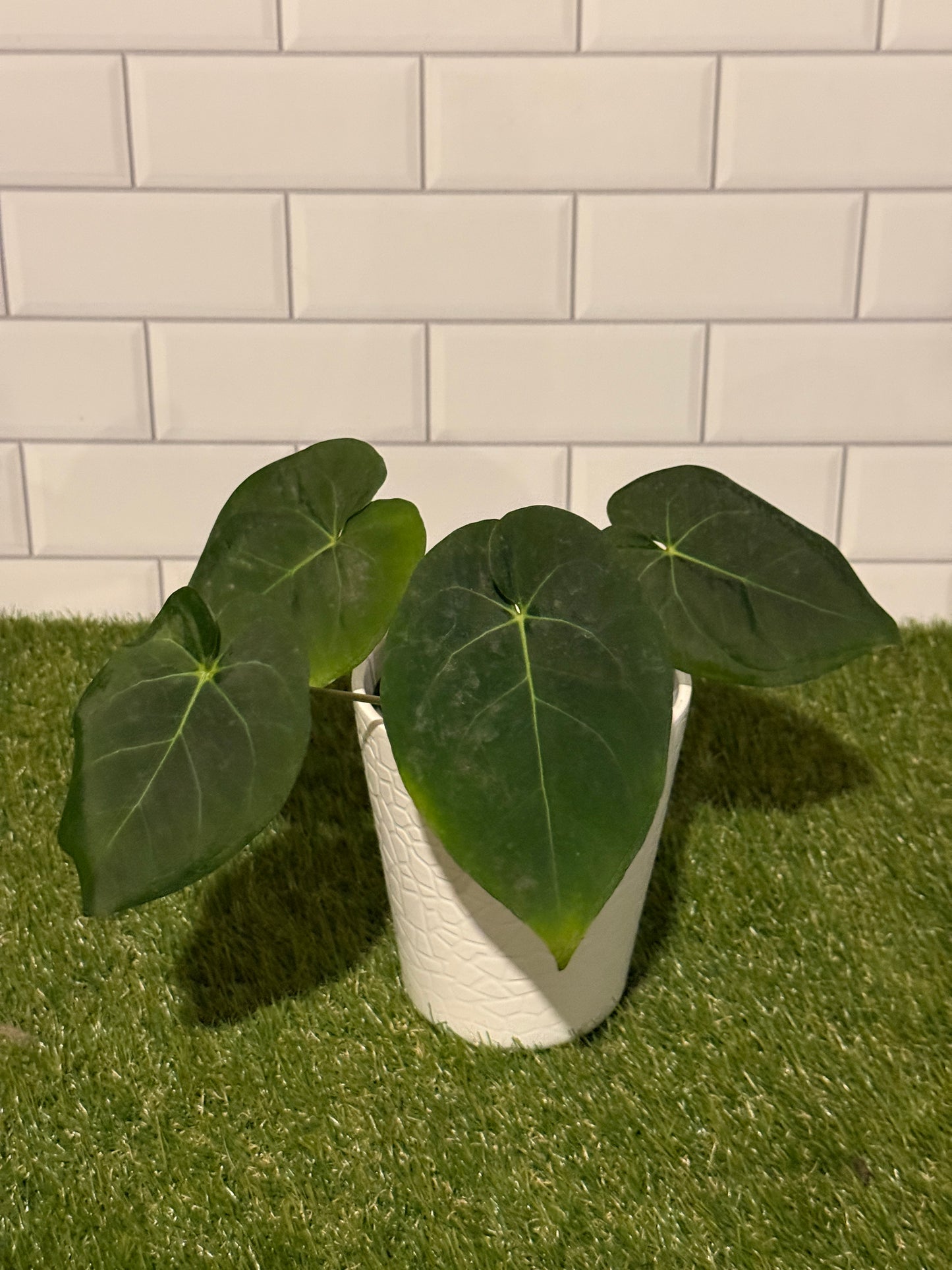 Anthurium NOID Red Sinus x papillilaminum X