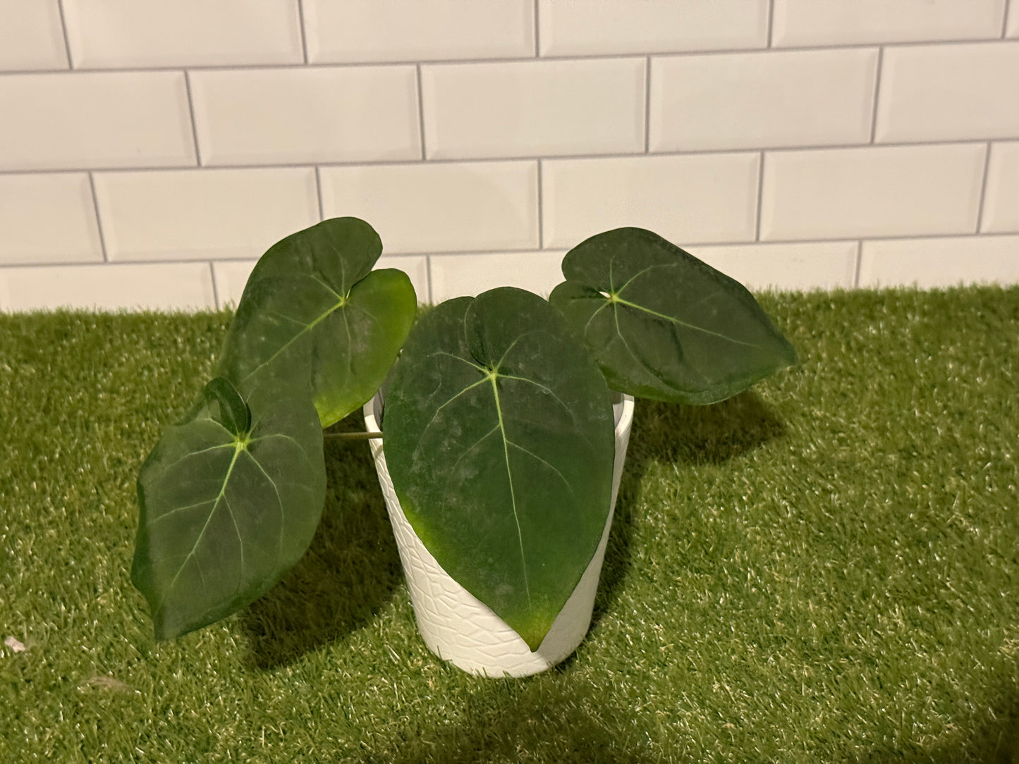Anthurium NOID Red Sinus x papillilaminum X