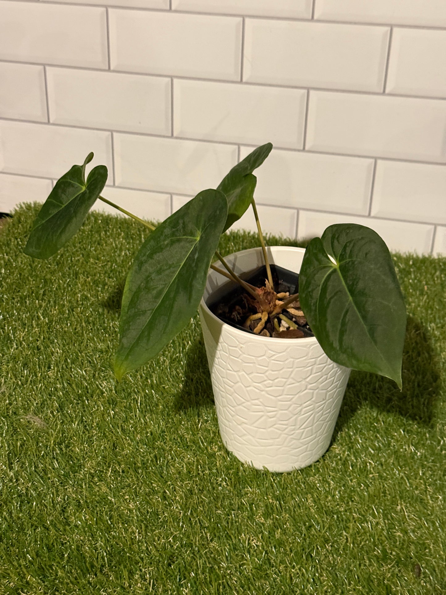Anthurium NOID Red Sinus x papillilaminum X