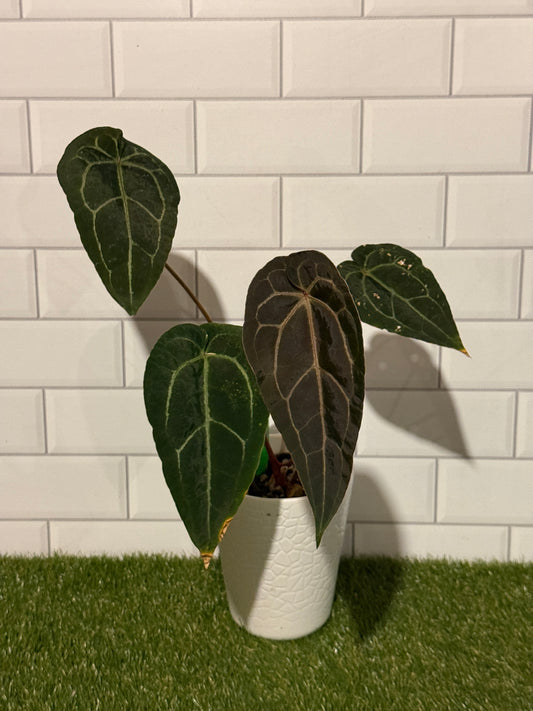 Anthurium Big Black Block x Pumpkin Spice